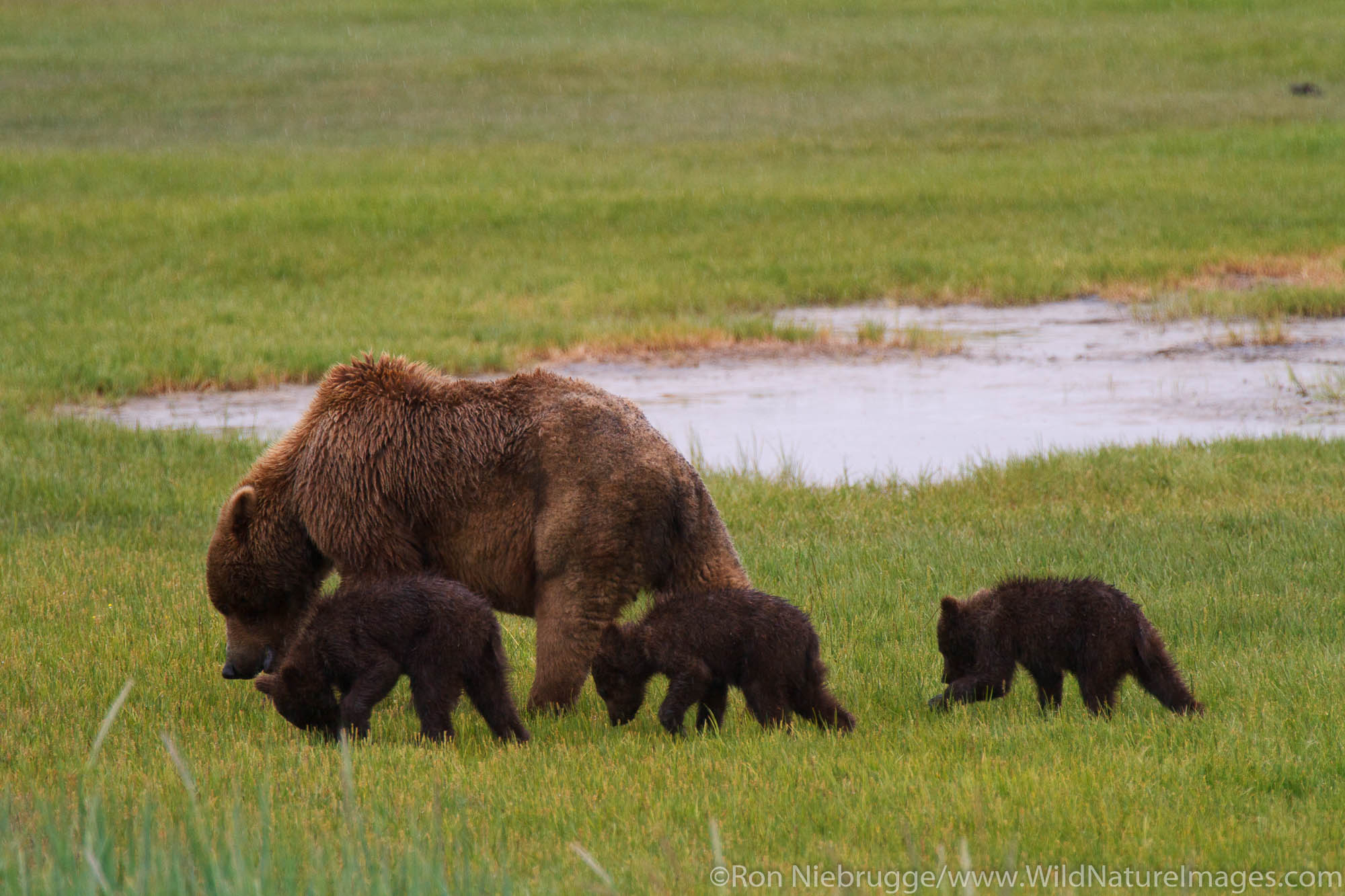 A Brown or Grizzly Bear sow with spring cubs, Lake Clark National Park, Alaska.