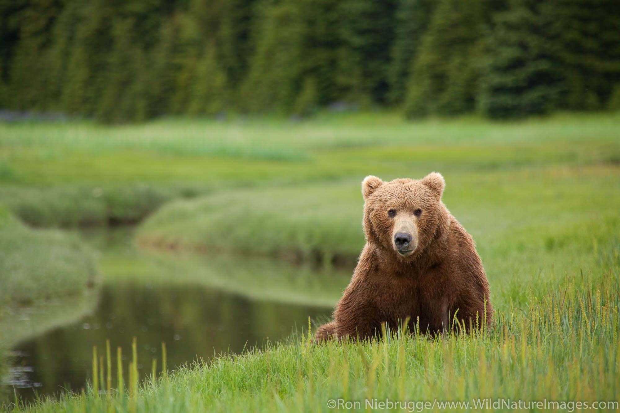 A Brown or Grizzly Bear, Lake Clark National Park, Alaska.