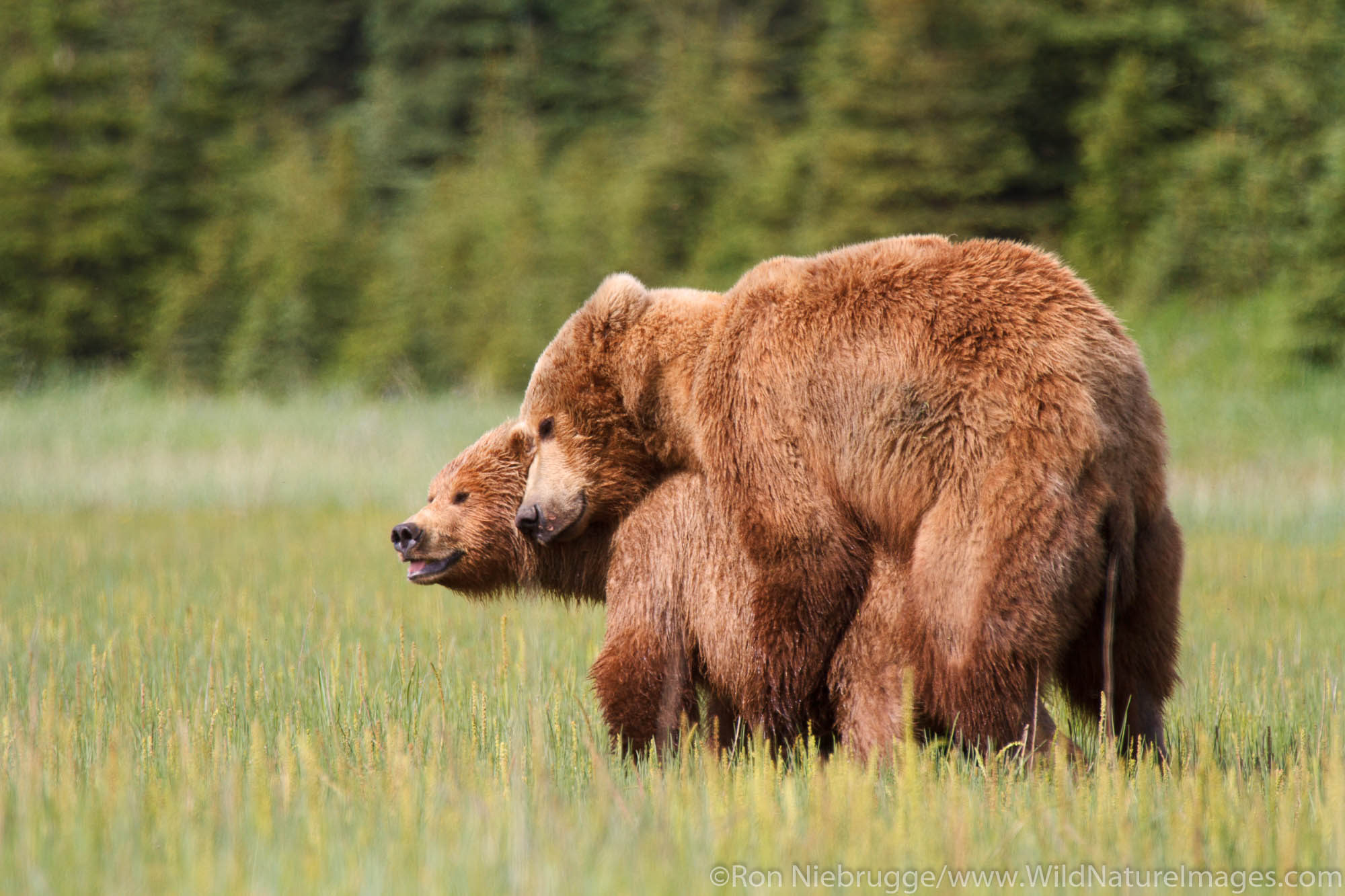 Mating Brown or Grizzly Bears, Lake Clark National Park, Alaska.