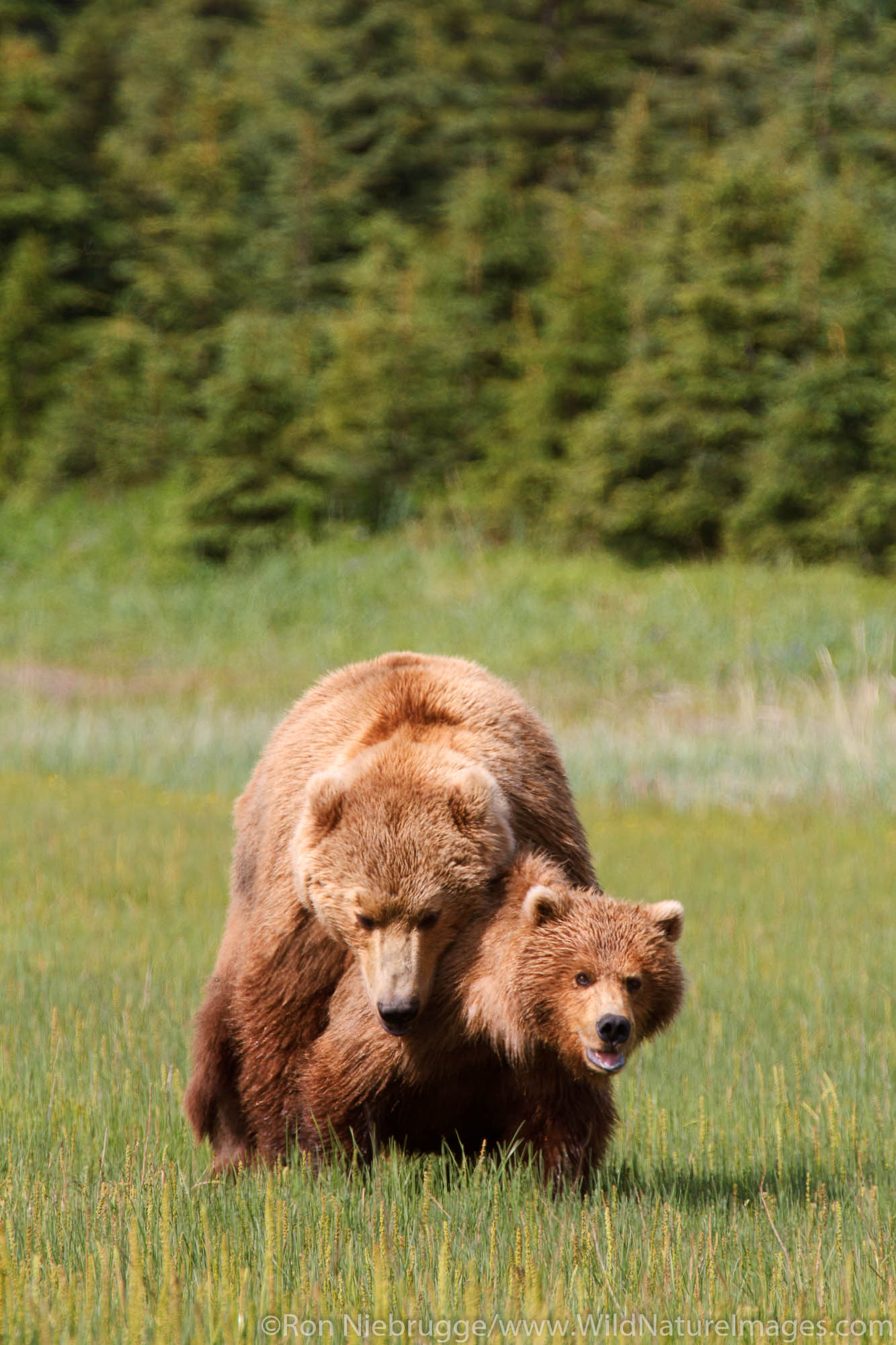 Mating Brown or Grizzly Bears, Lake Clark National Park, Alaska.