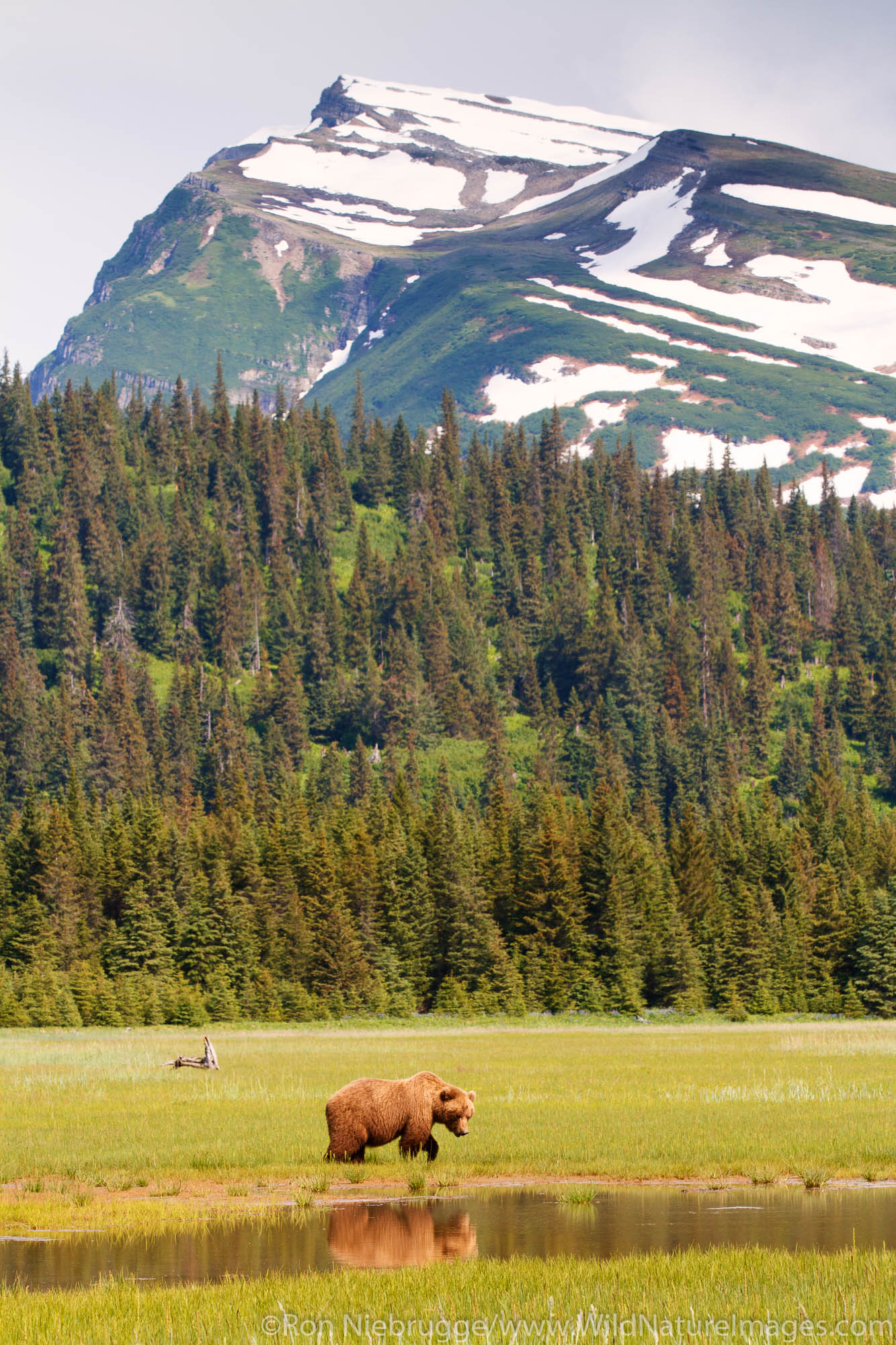 A Brown or Grizzly Bear, Lake Clark National Park, Alaska.