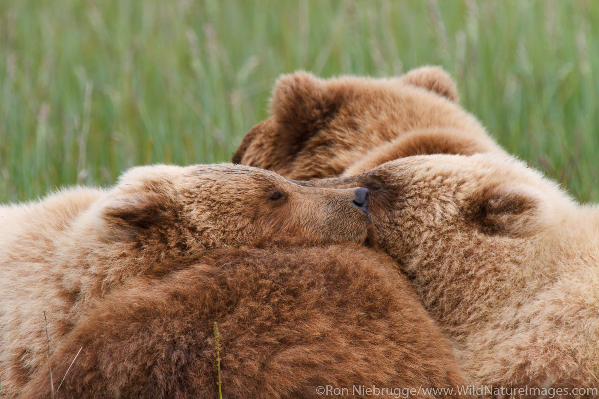 A Brown or Grizzly Bear sow with cubs, Lake Clark National Park, Alaska.