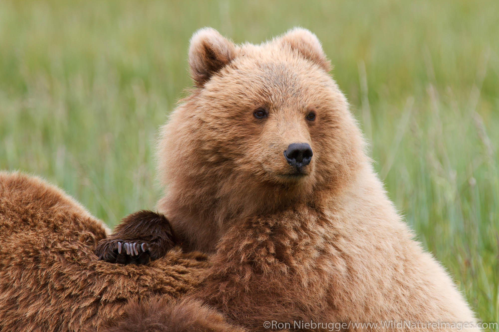 A Brown or Grizzly Bear cub, Lake Clark National Park, Alaska.
