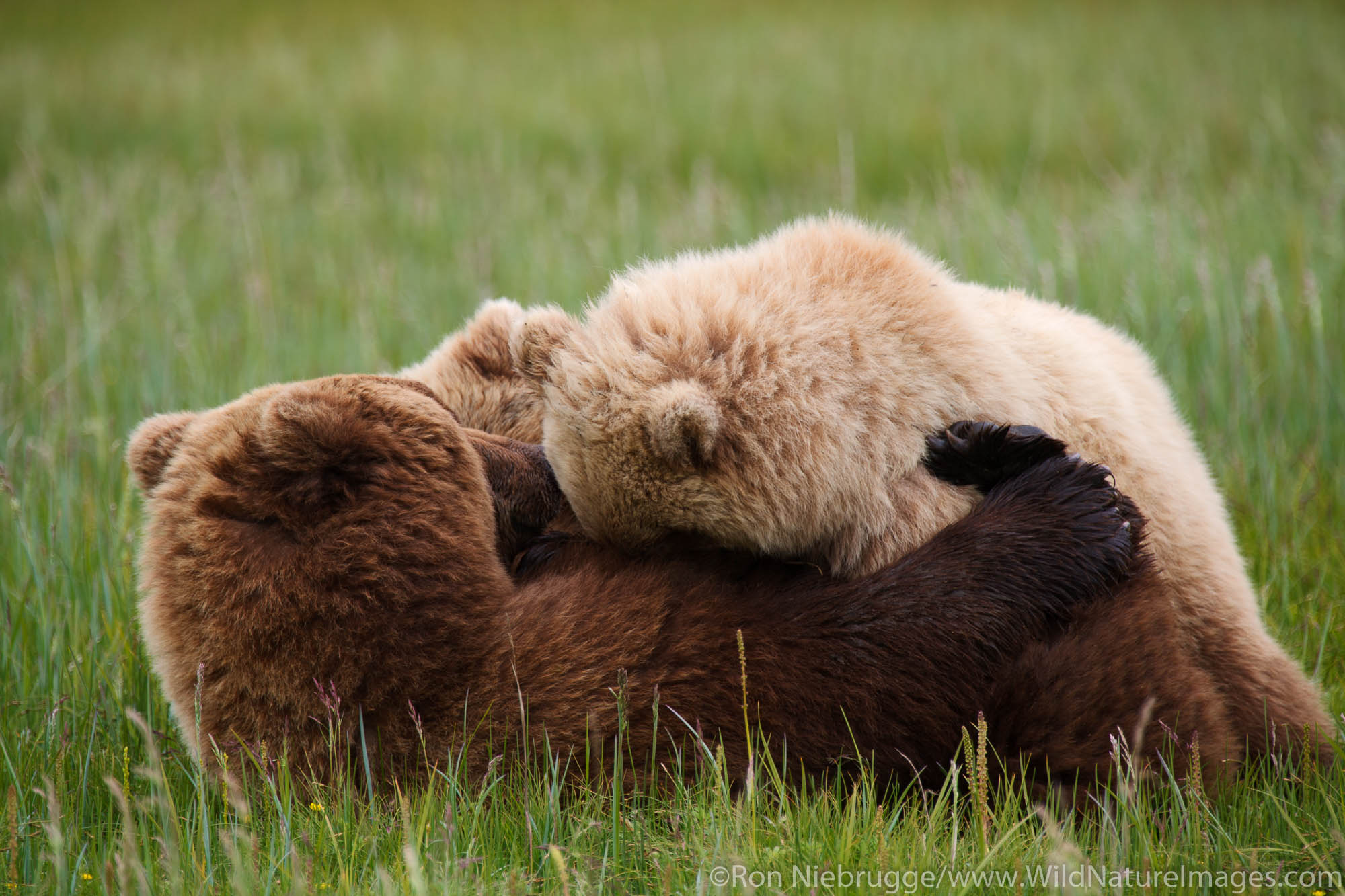 Sow Brown or Grizzly Bear nursing her cubs, Lake Clark National Park, Alaska.