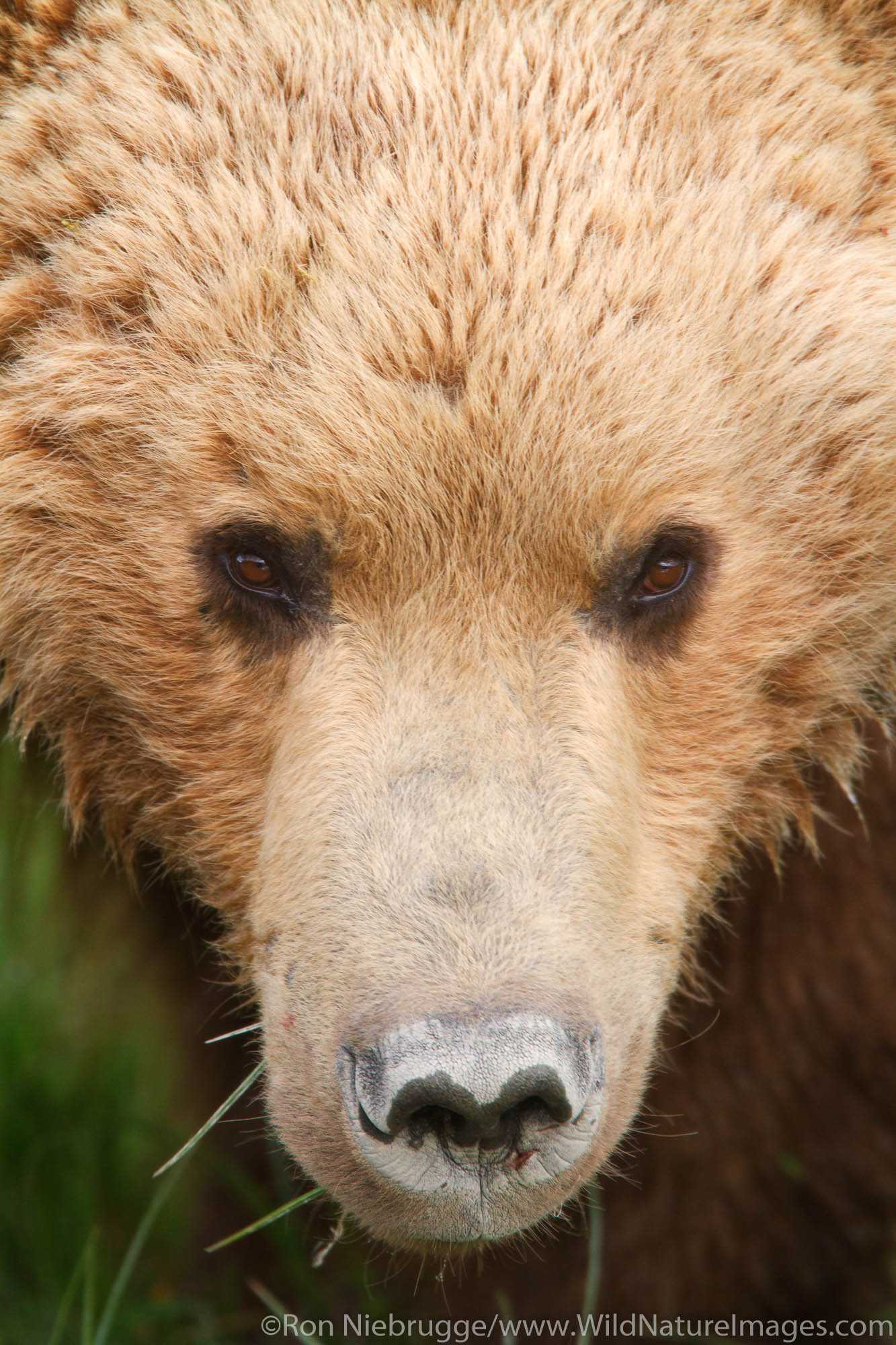 A Brown or Grizzly Bear, Lake Clark National Park, Alaska.