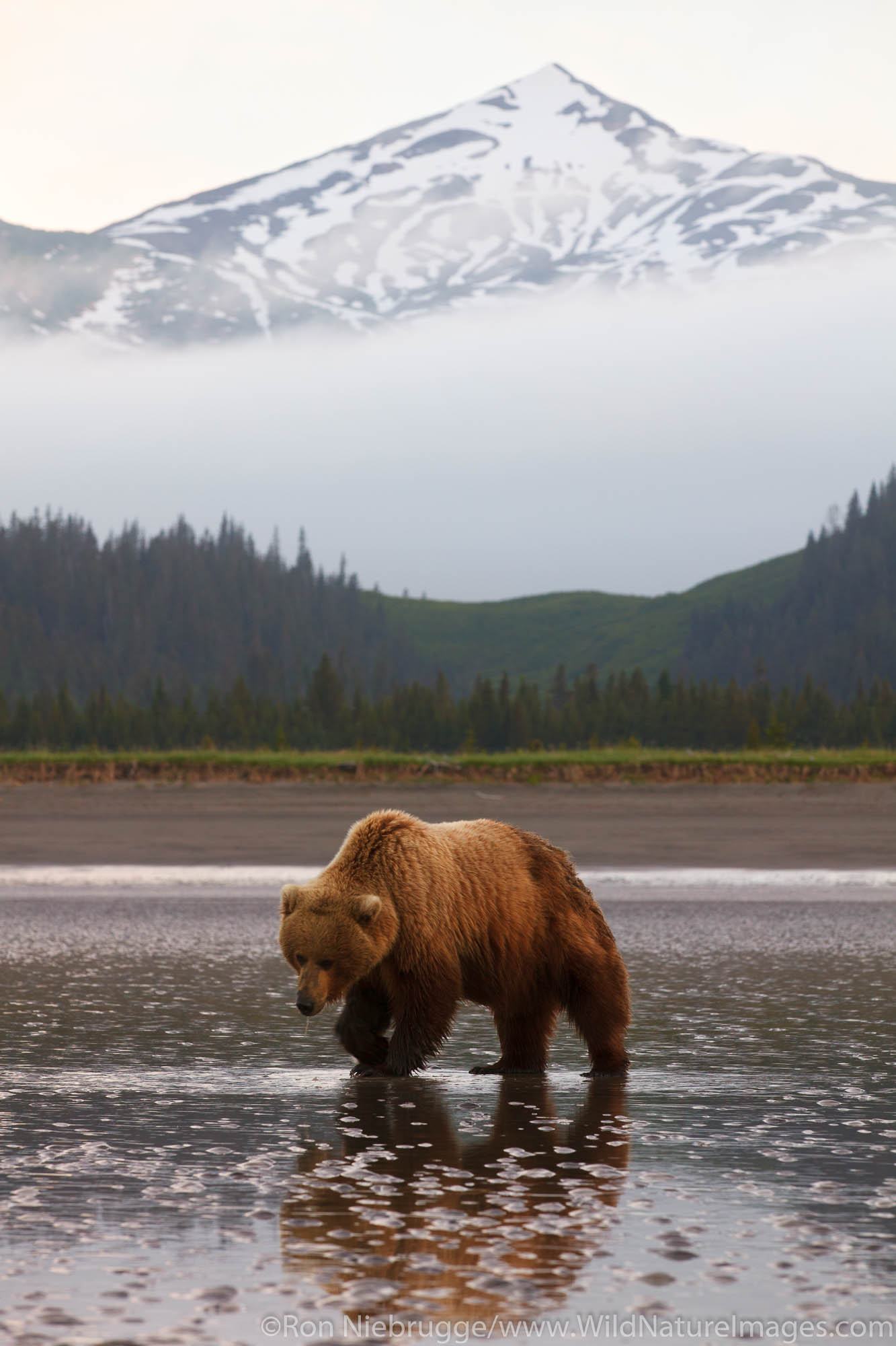 A Brown or Grizzly Bear, Lake Clark National Park, Alaska.