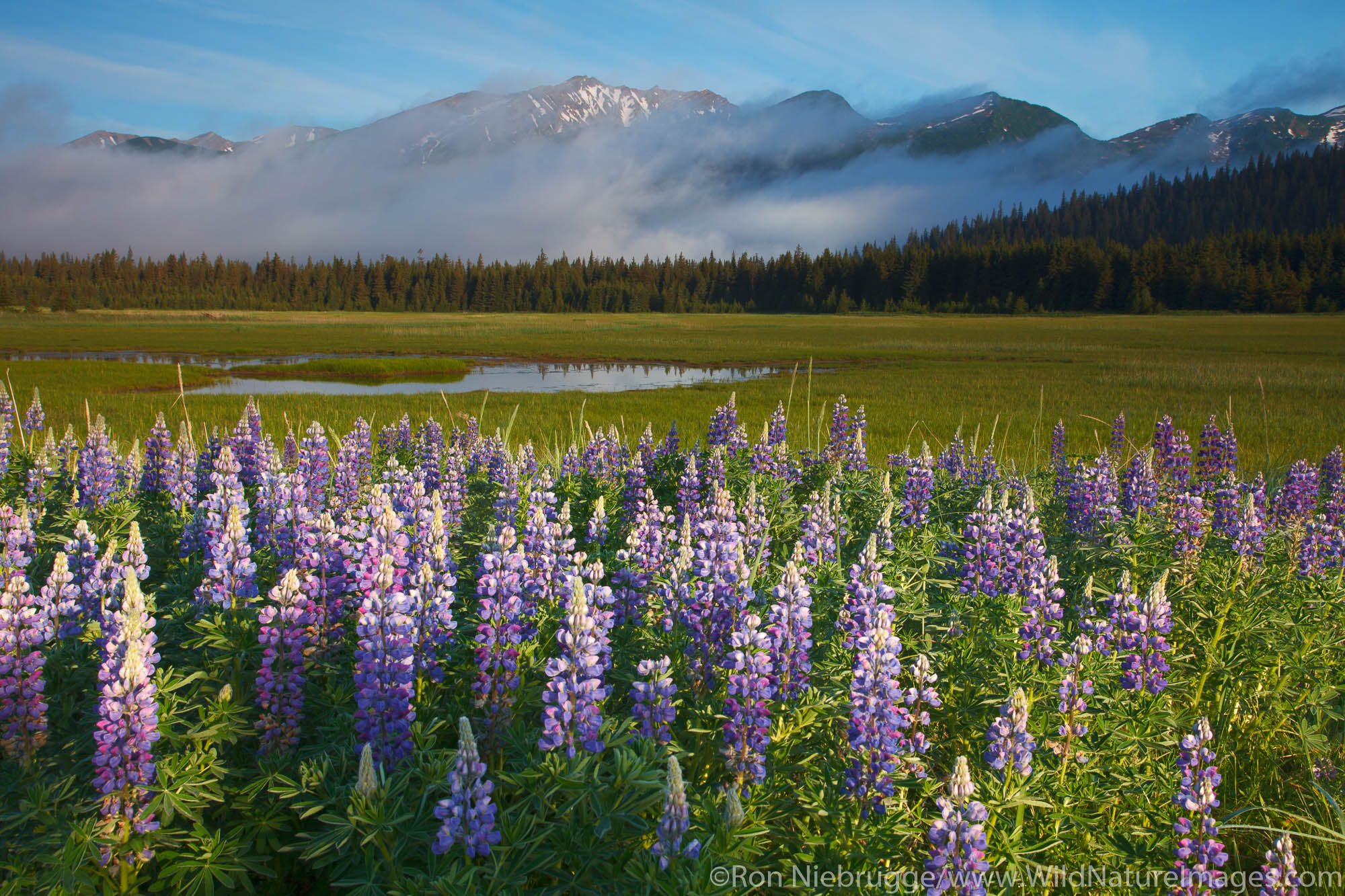 Lupine in Lake Clark National Park, Alaska.