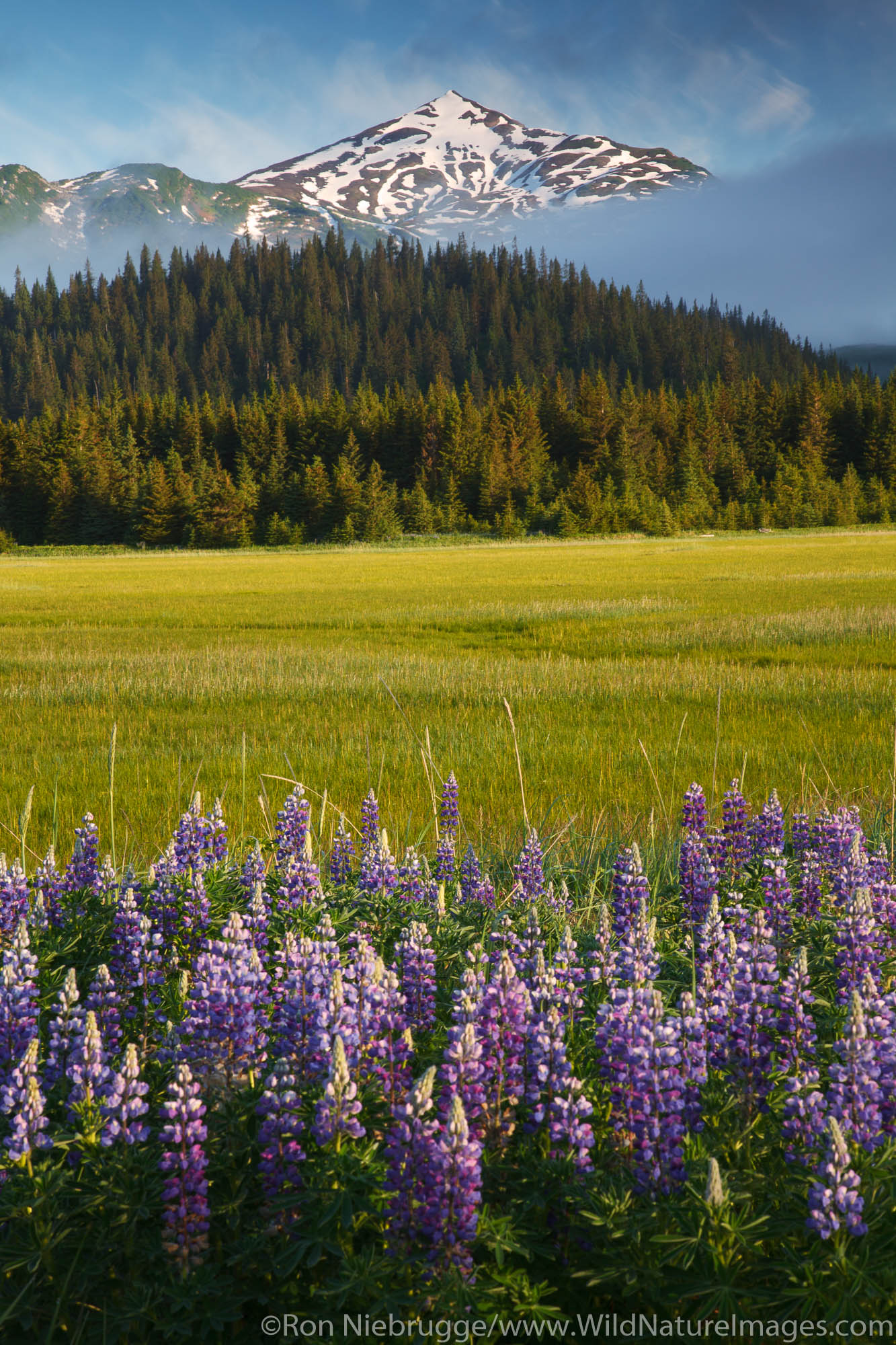 Lupine in Lake Clark National Park, Alaska.