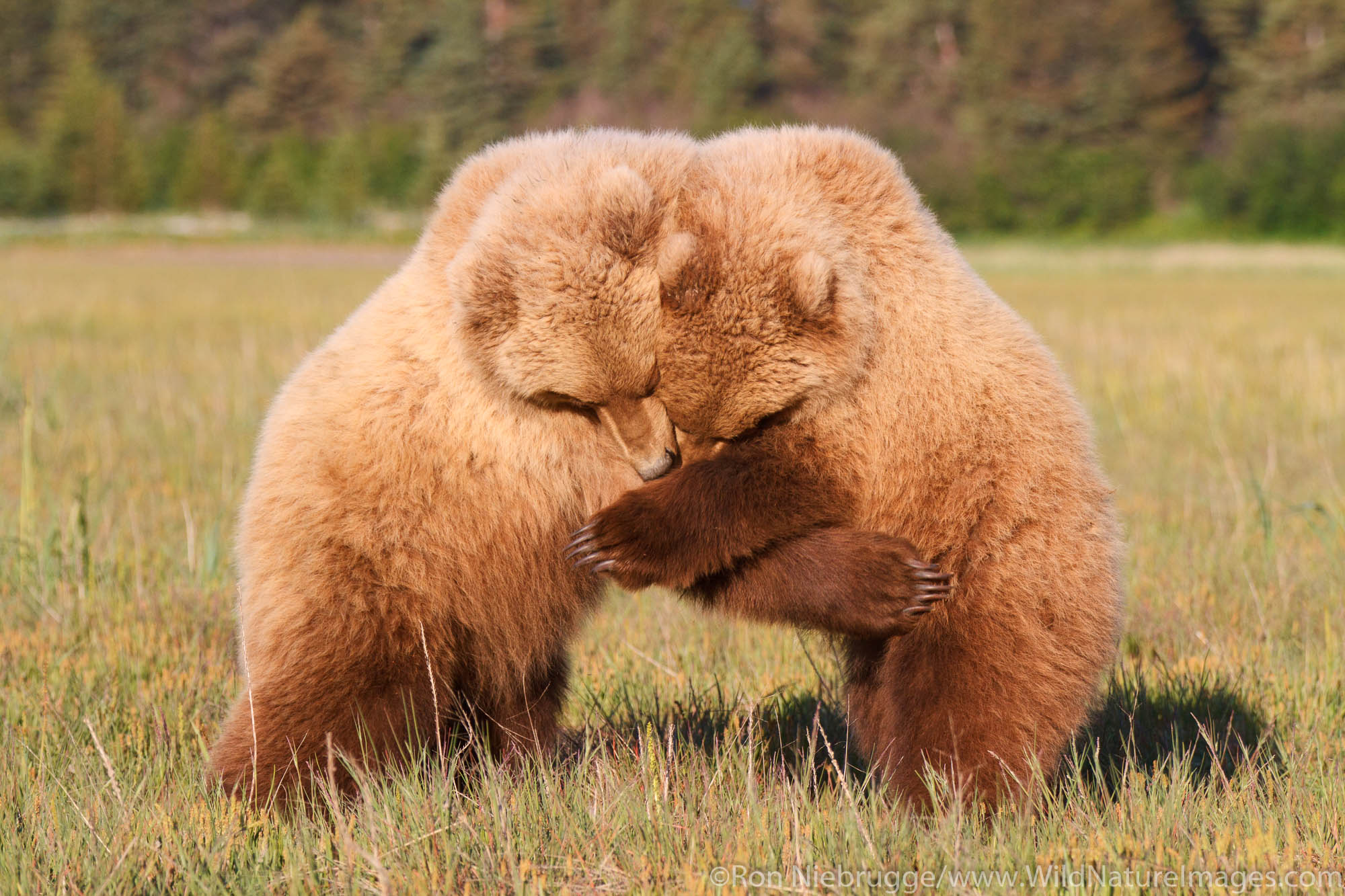 Two juvenile Brown or Grizzly Bear cubs play, Lake Clark National Park, Alaska.