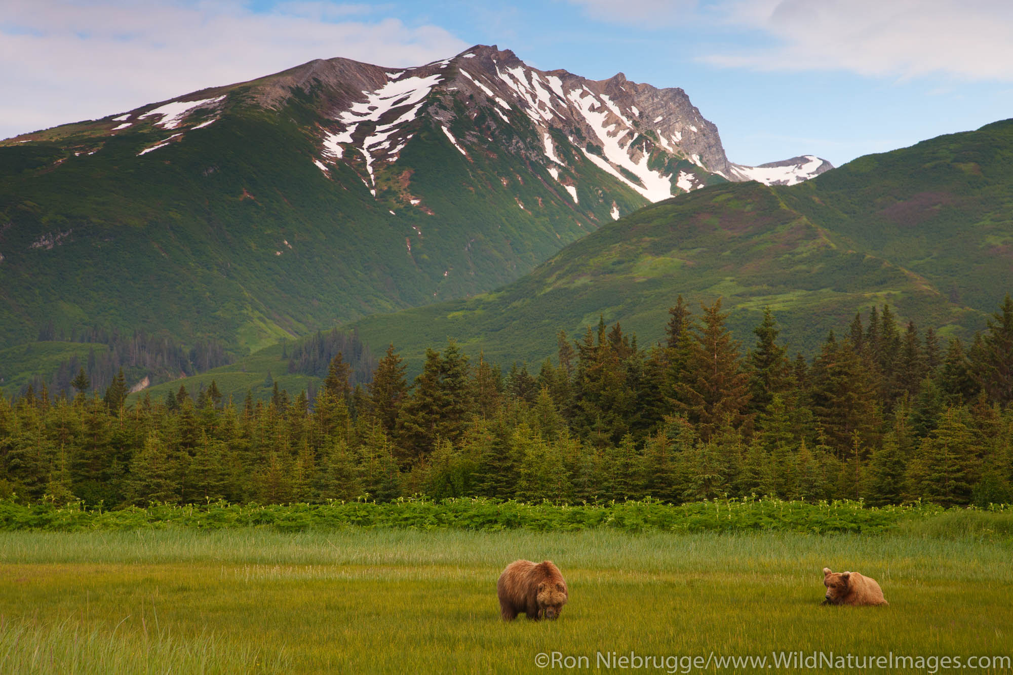 A Brown or Grizzly Bear boar watches sow during mating season, Lake Clark National Park, Alaska.