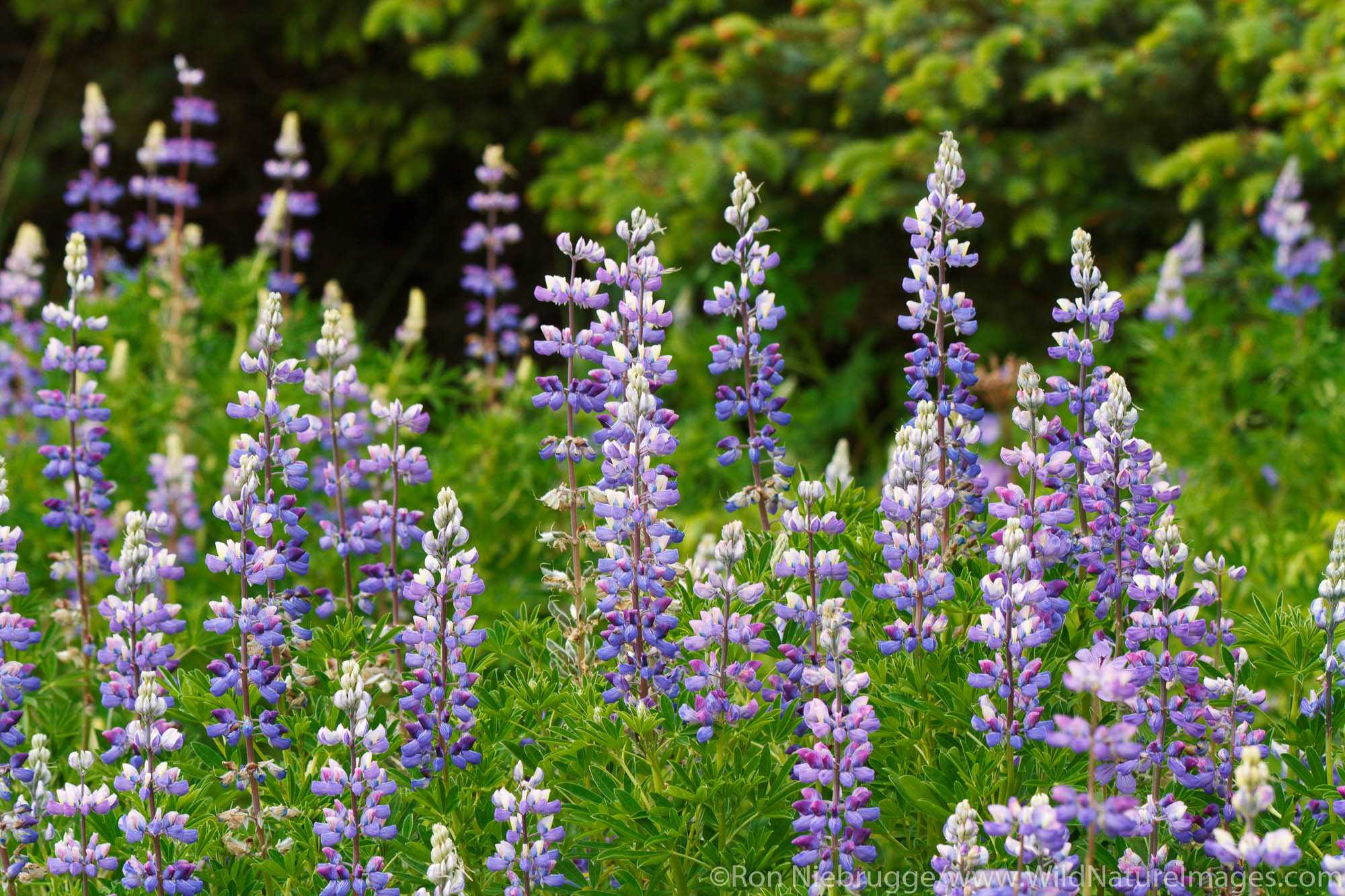 Lupine, Lake Clark National Park, Alaska.