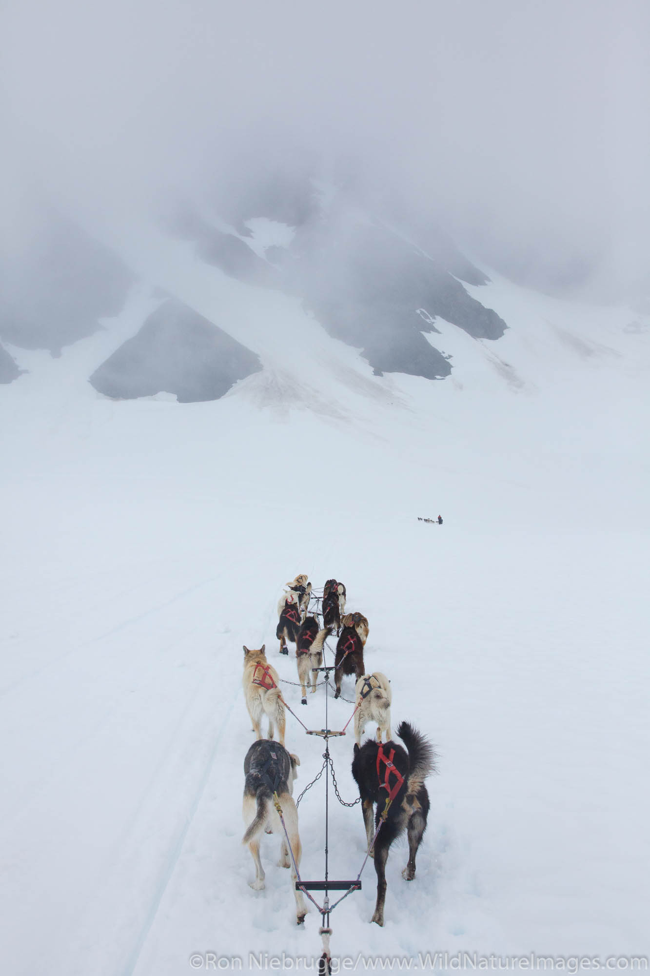 Sled dog tour on Punch Bowl Glacier, Chugach National Forest, near Girdwood, Alaska.