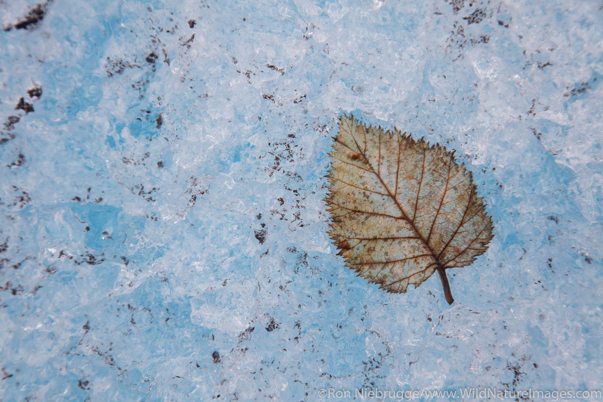 Single leaf on Spencer Glacier, Chugach National Forest, Alaska.