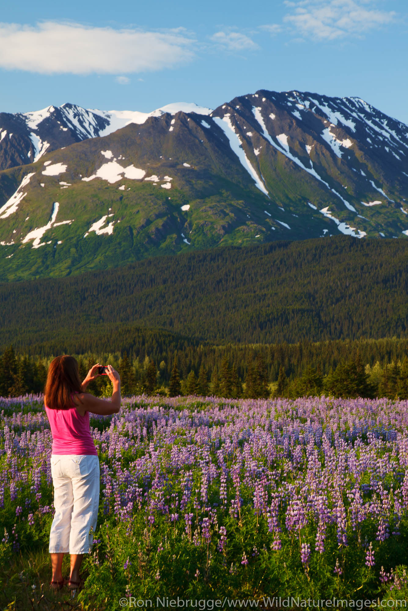 Visitor taking a photo with an iphone, Chugach National Forest, Alaska.  (model released)