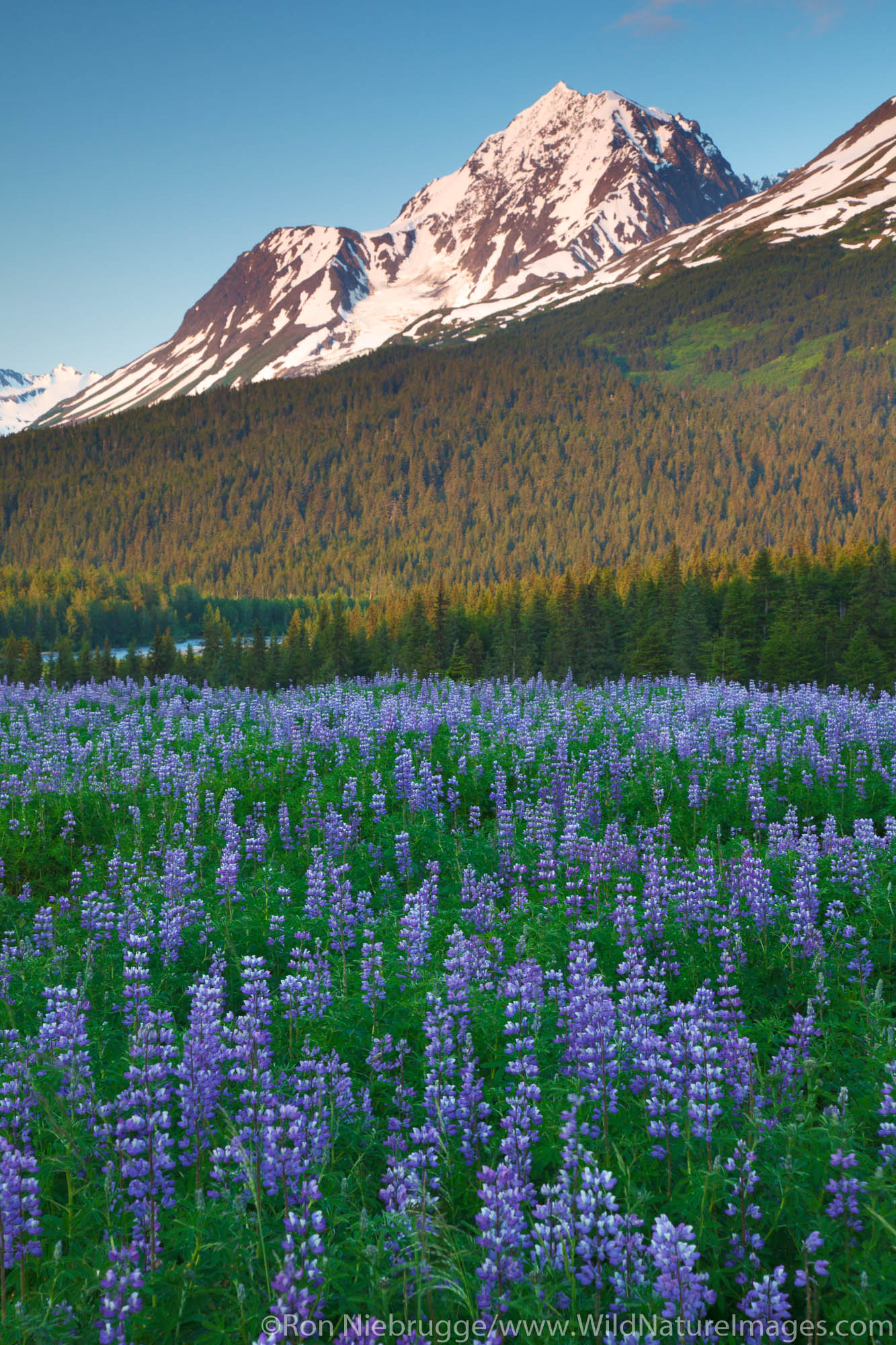 Field of lupine, Chugach National Forest, Alaska.