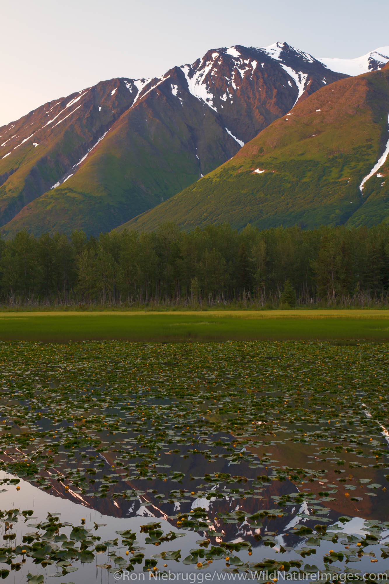 A lily pond in the Chugach National Forest, Alaska.