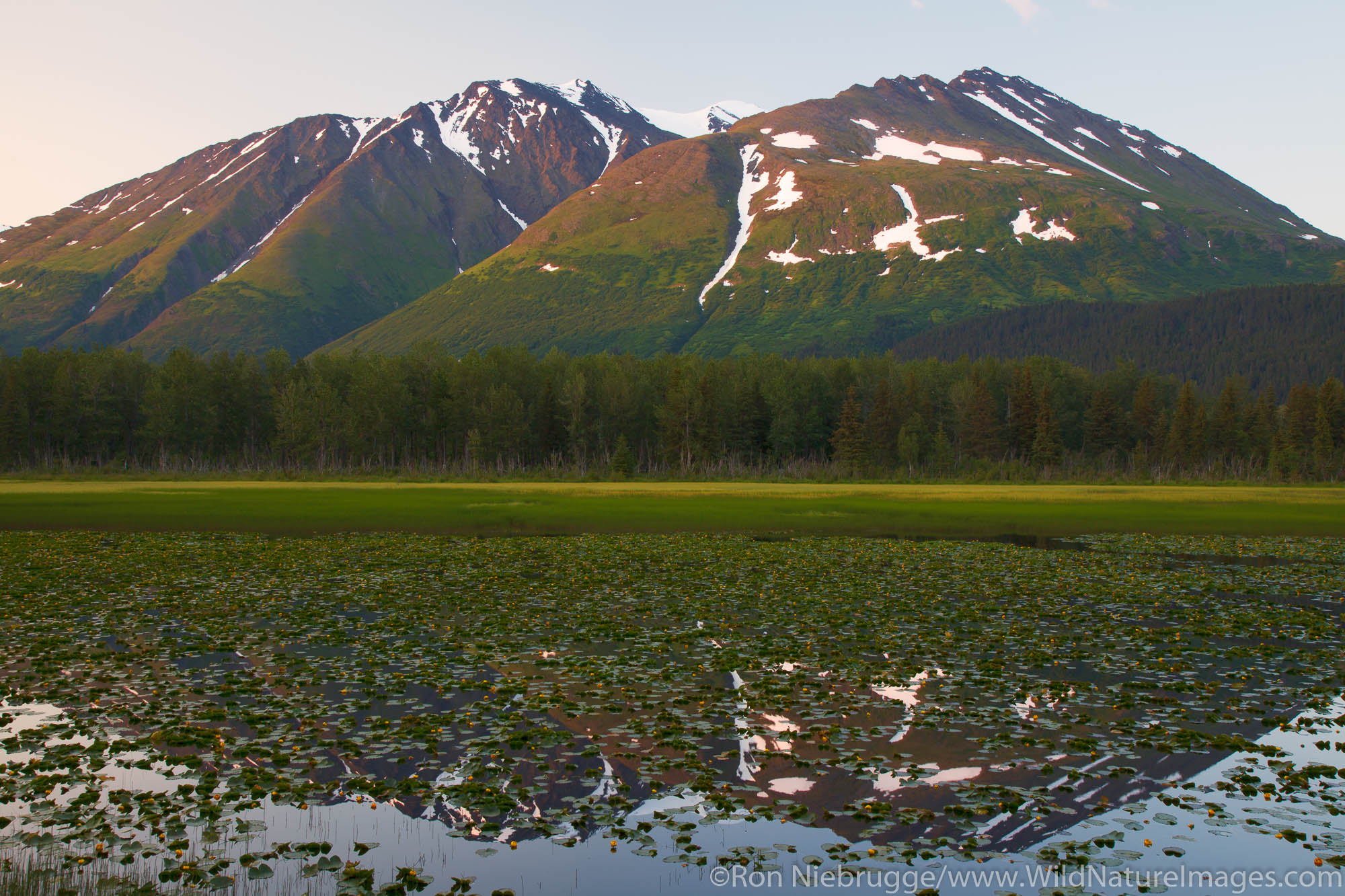A lily pond in the Chugach National Forest, Alaska.