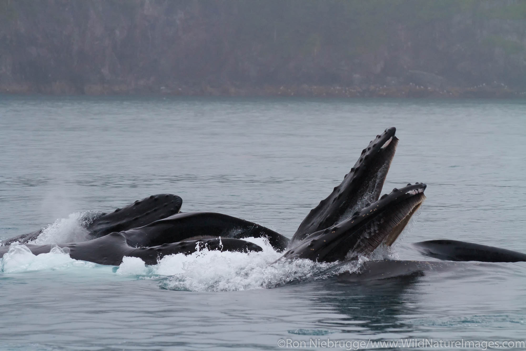 Humpback Whales lunge feeding, Kenai Fjords National Park, near Seward, Alaska.