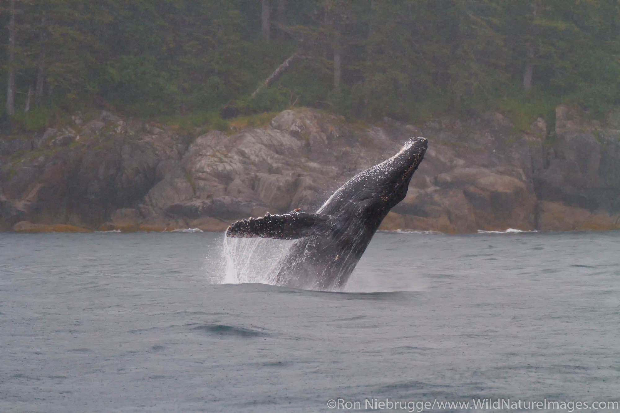 Breaching Humpback whale, Kenai Fjords National Park, near Seward, Alaska.