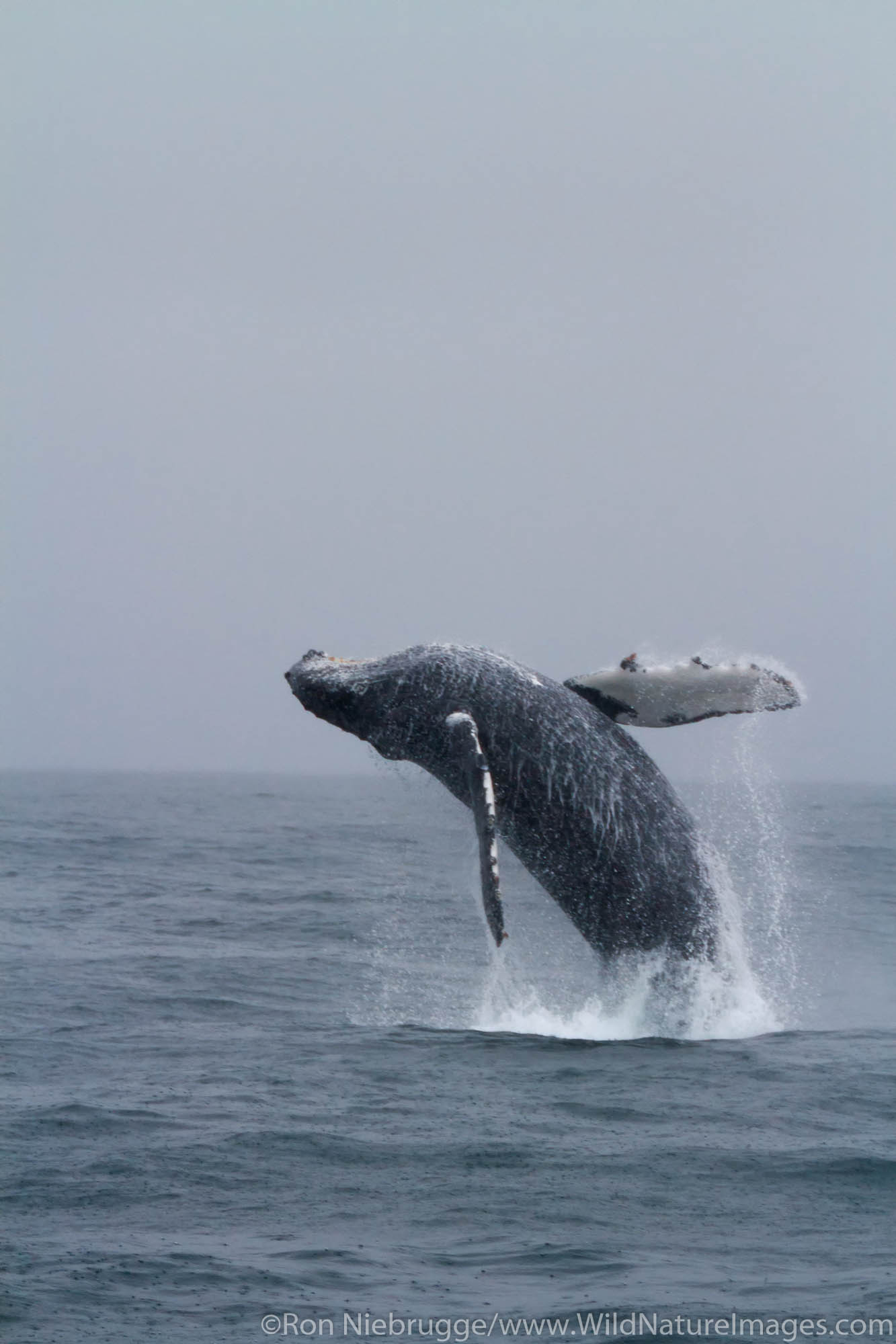 Breaching Humpback whale, Kenai Fjords National Park, near Seward, Alaska.