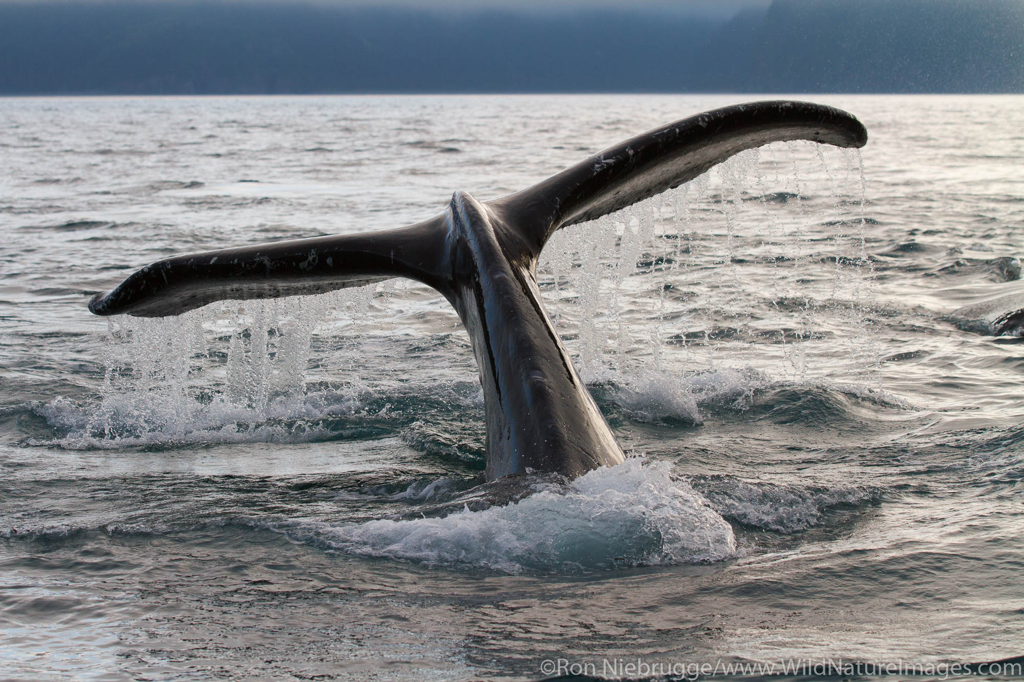 Humpback whale, Kenai Fjords National Park, near Seward, Alaska.