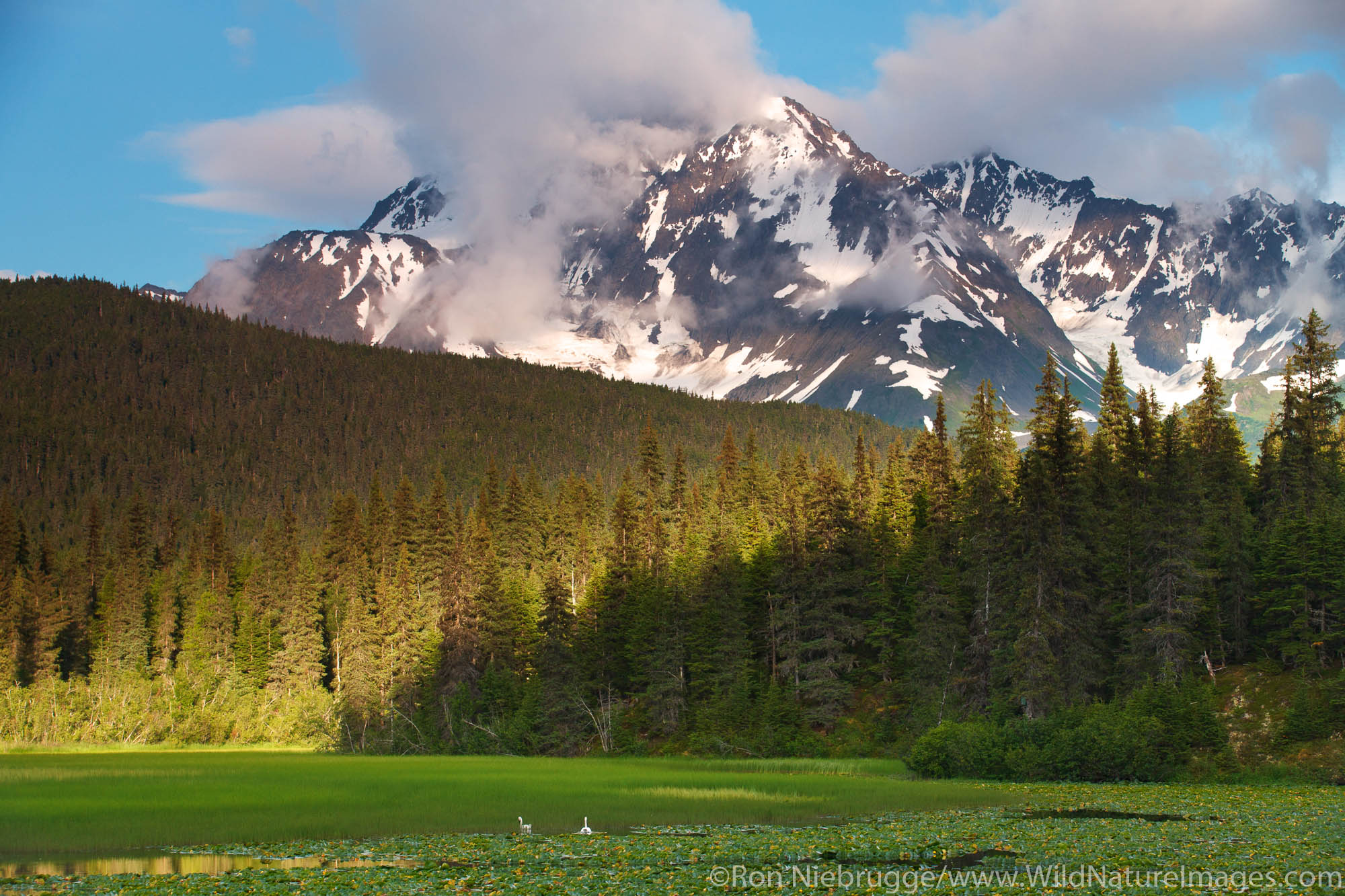 Swans, Chugach National Forest, Alaska.