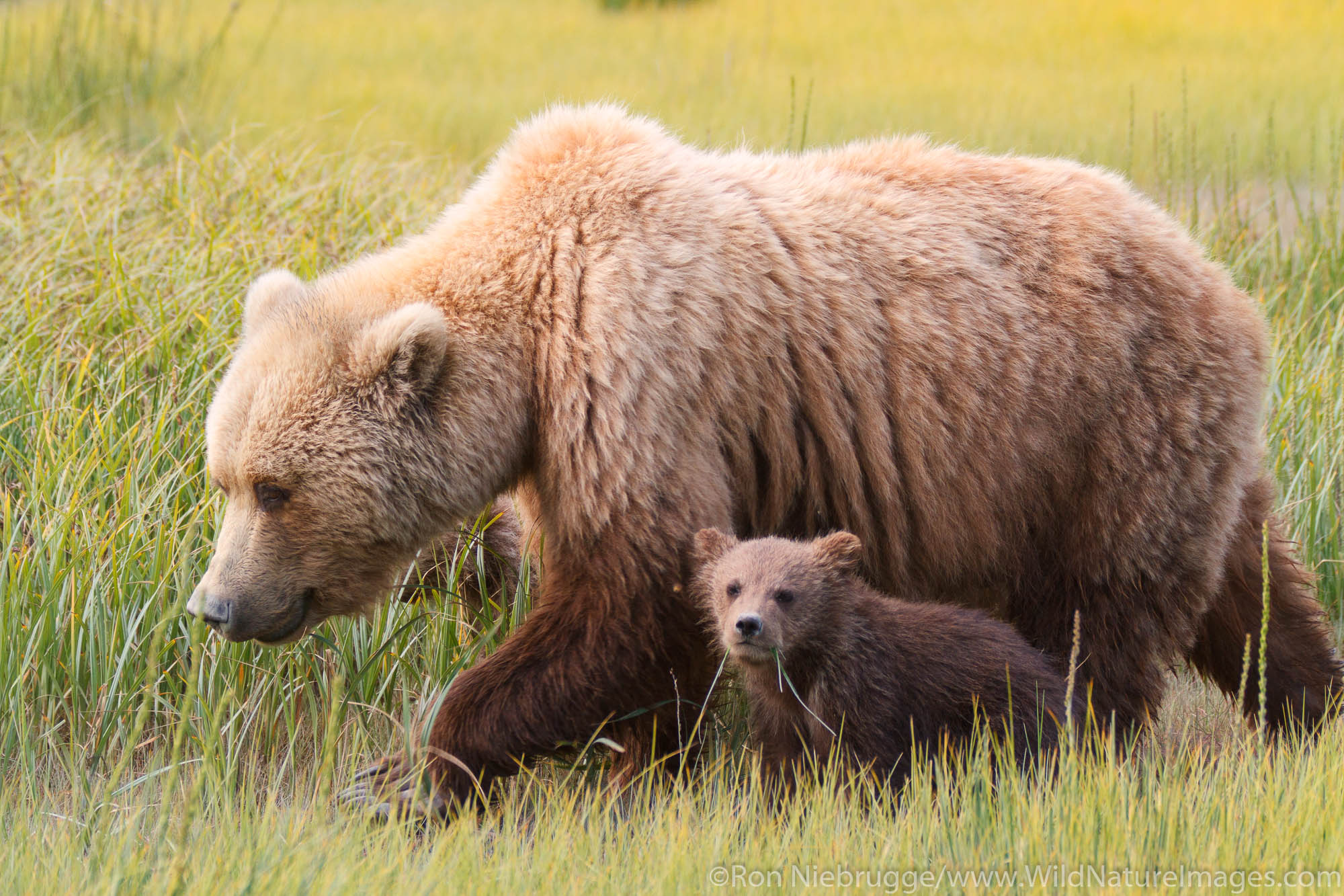 Brown or Grizzly Bear sow with spring cub, Lake Clark National Park, Alaska.
