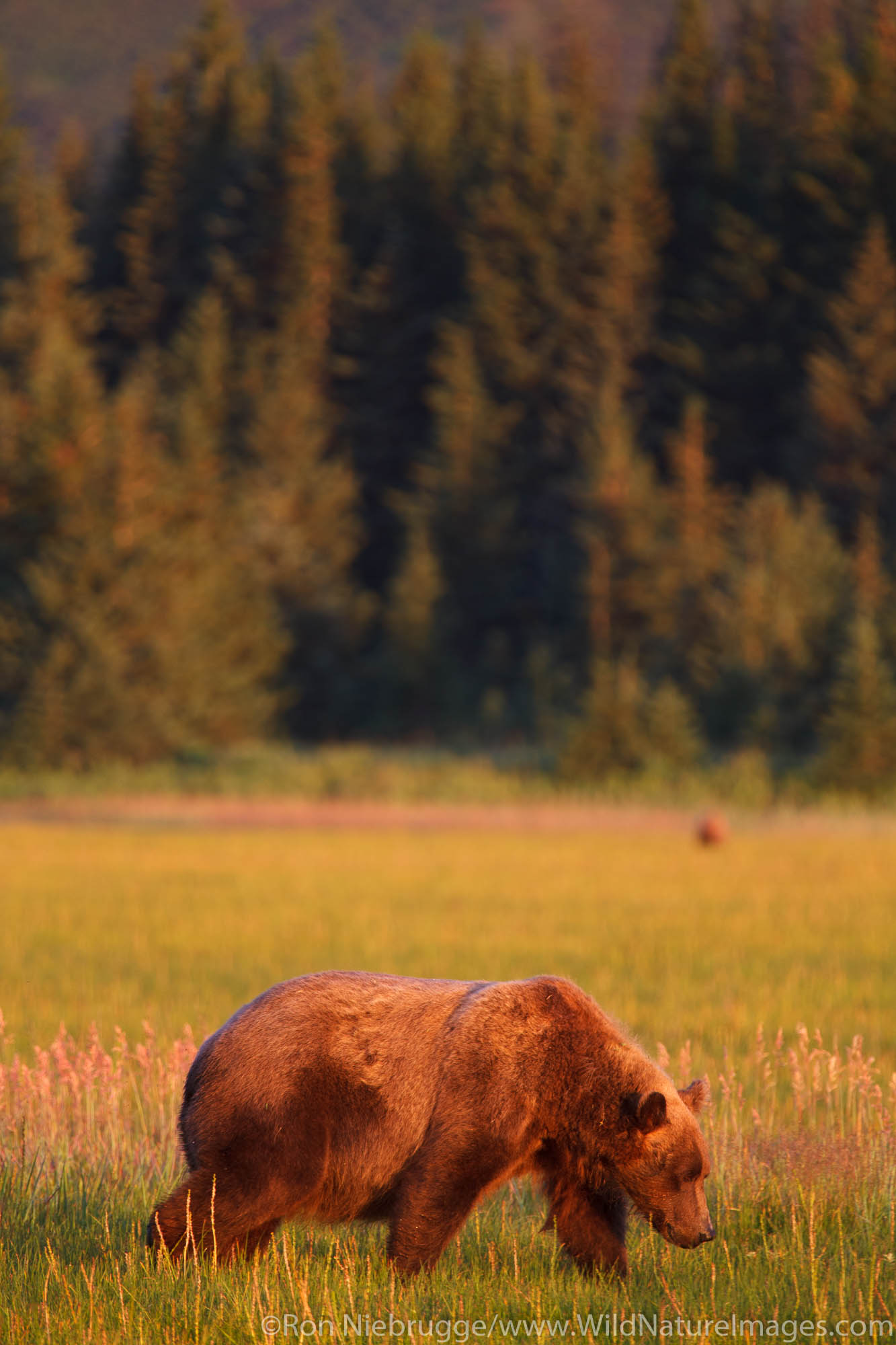 Brown or Grizzly Bear, Lake Clark National Park, Alaska.