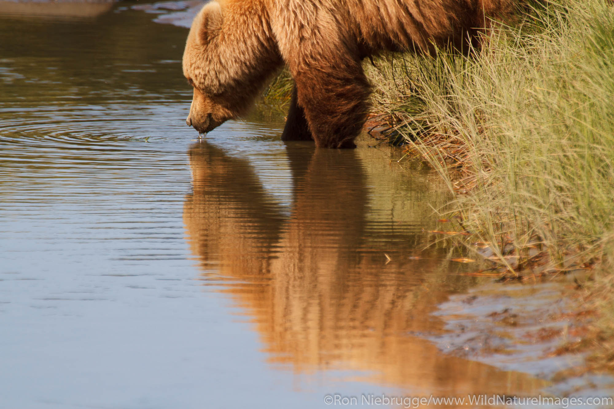 Brown or Grizzly Bear, Lake Clark National Park, Alaska.