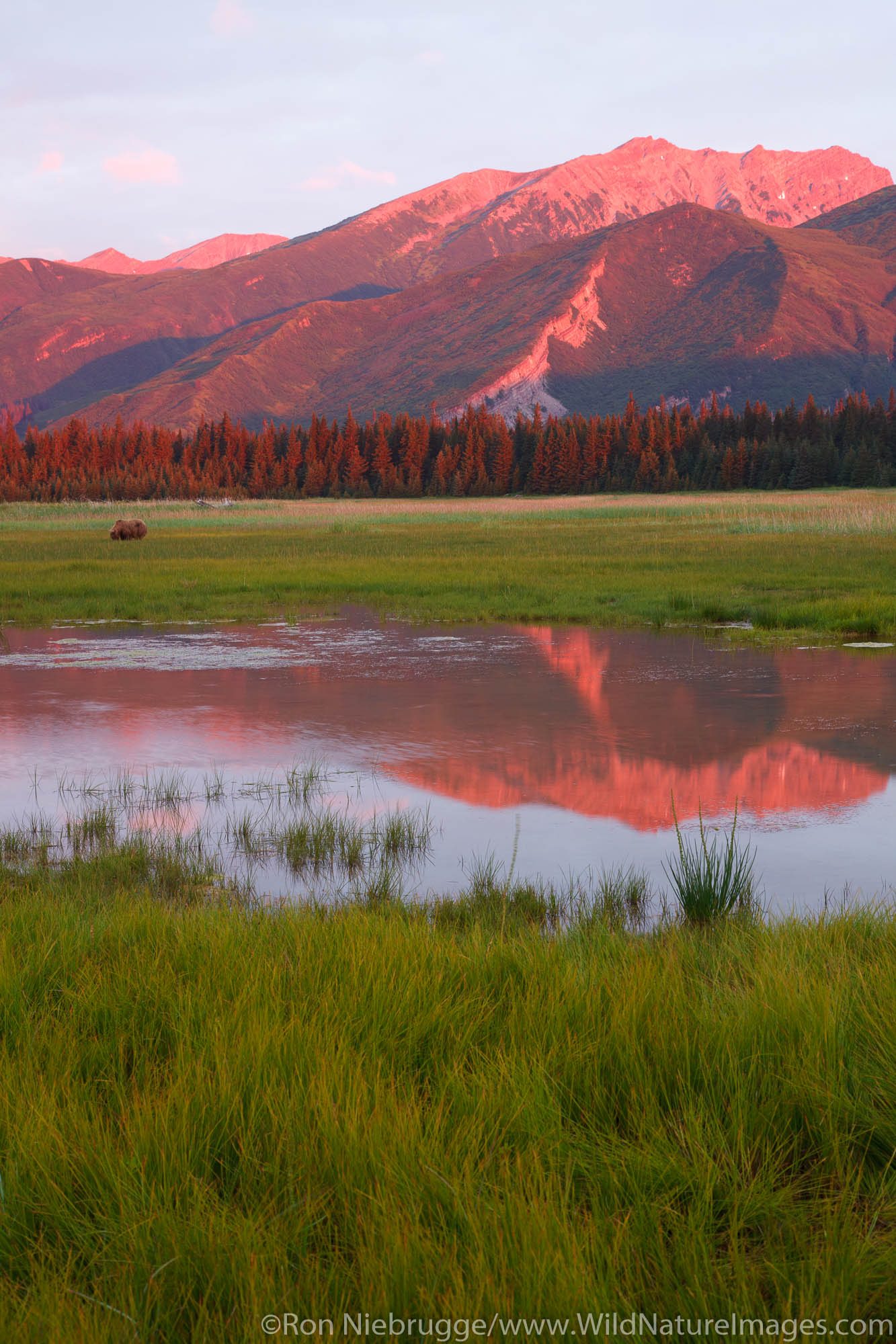 Brown / Grizzly Bear, Lake Clark National Park, Alaska.