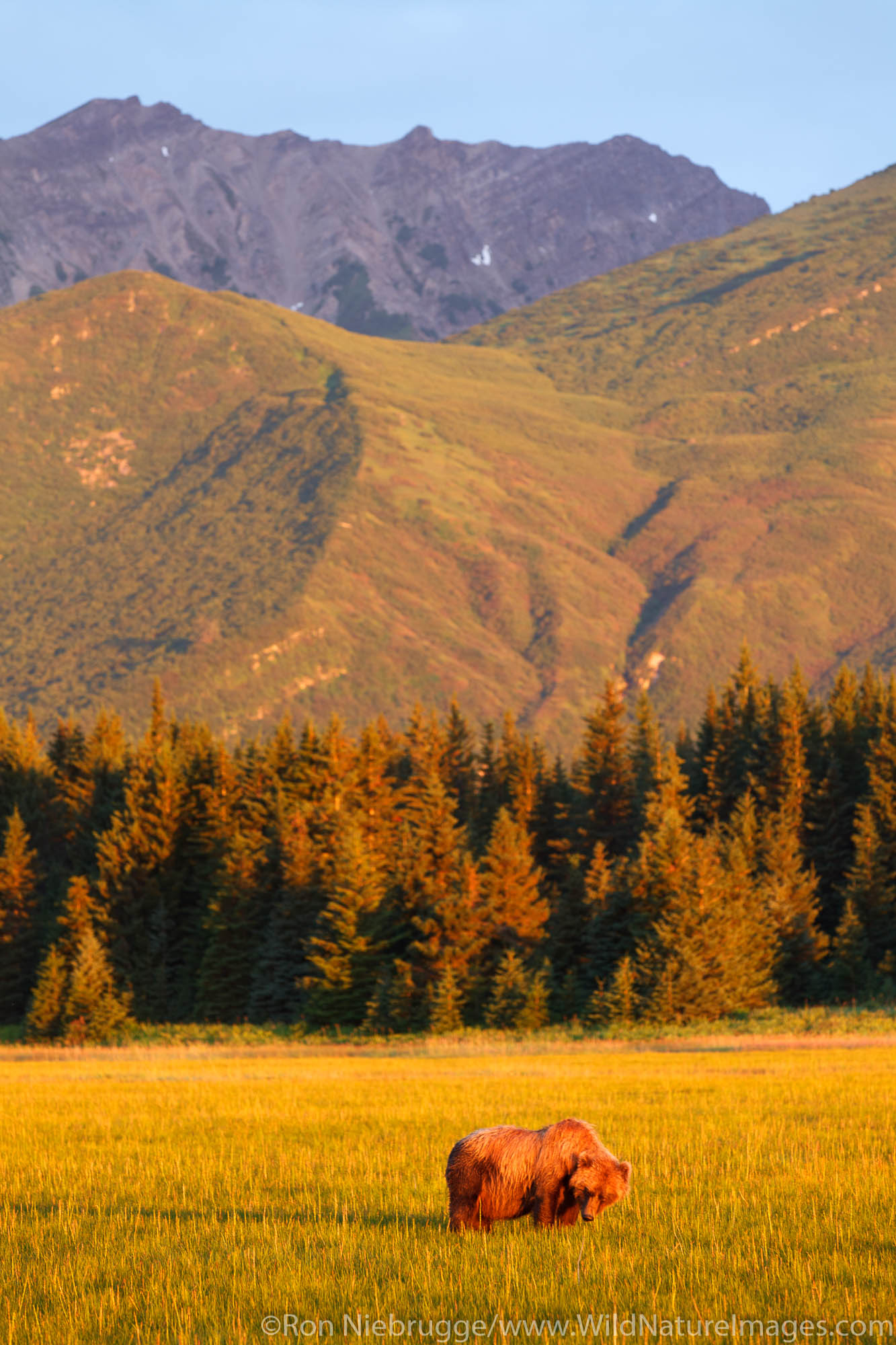 Brown or Grizzly Bear, Lake Clark National Park, Alaska.