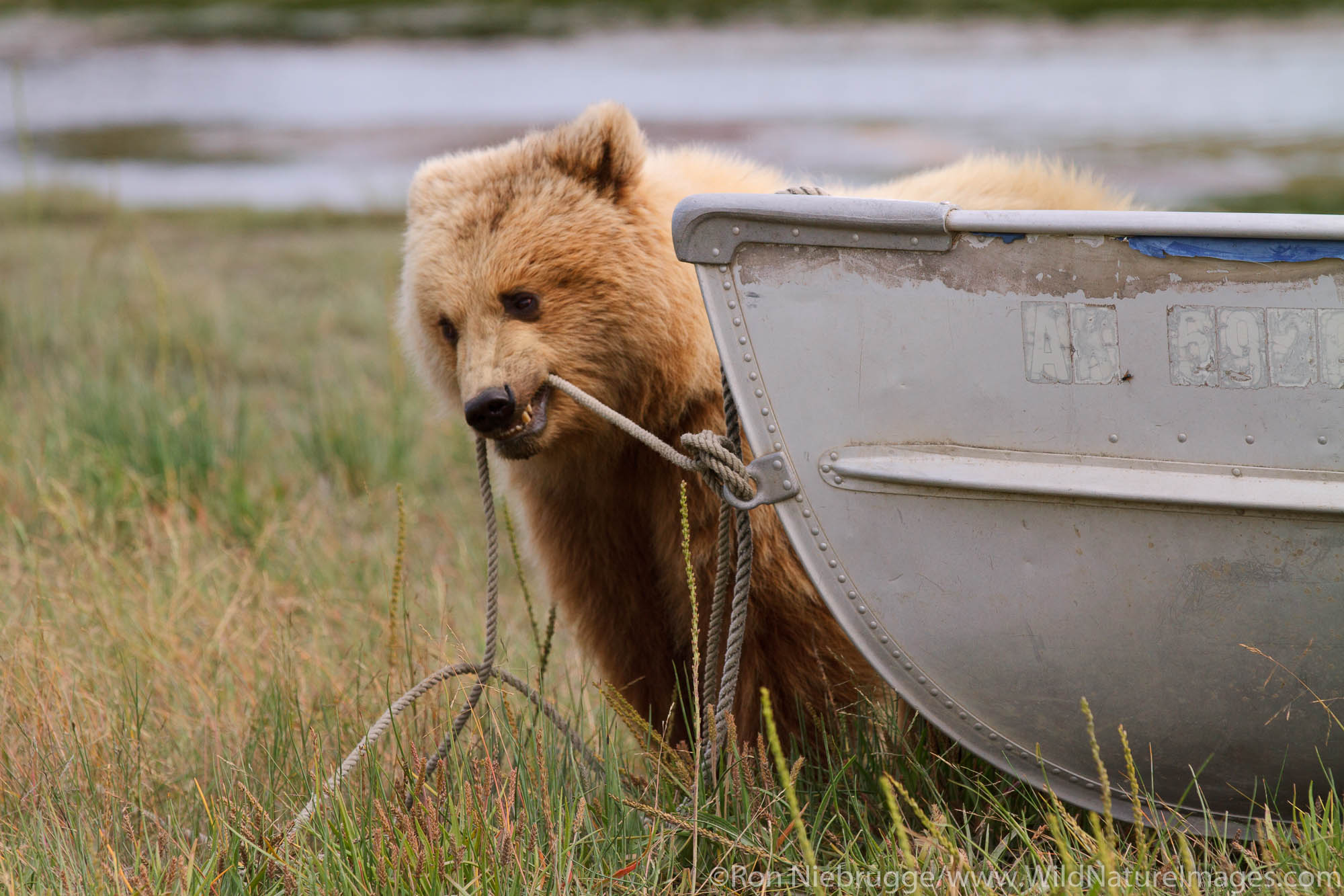 Brown or Grizzly Bear, Lake Clark National Park, Alaska.