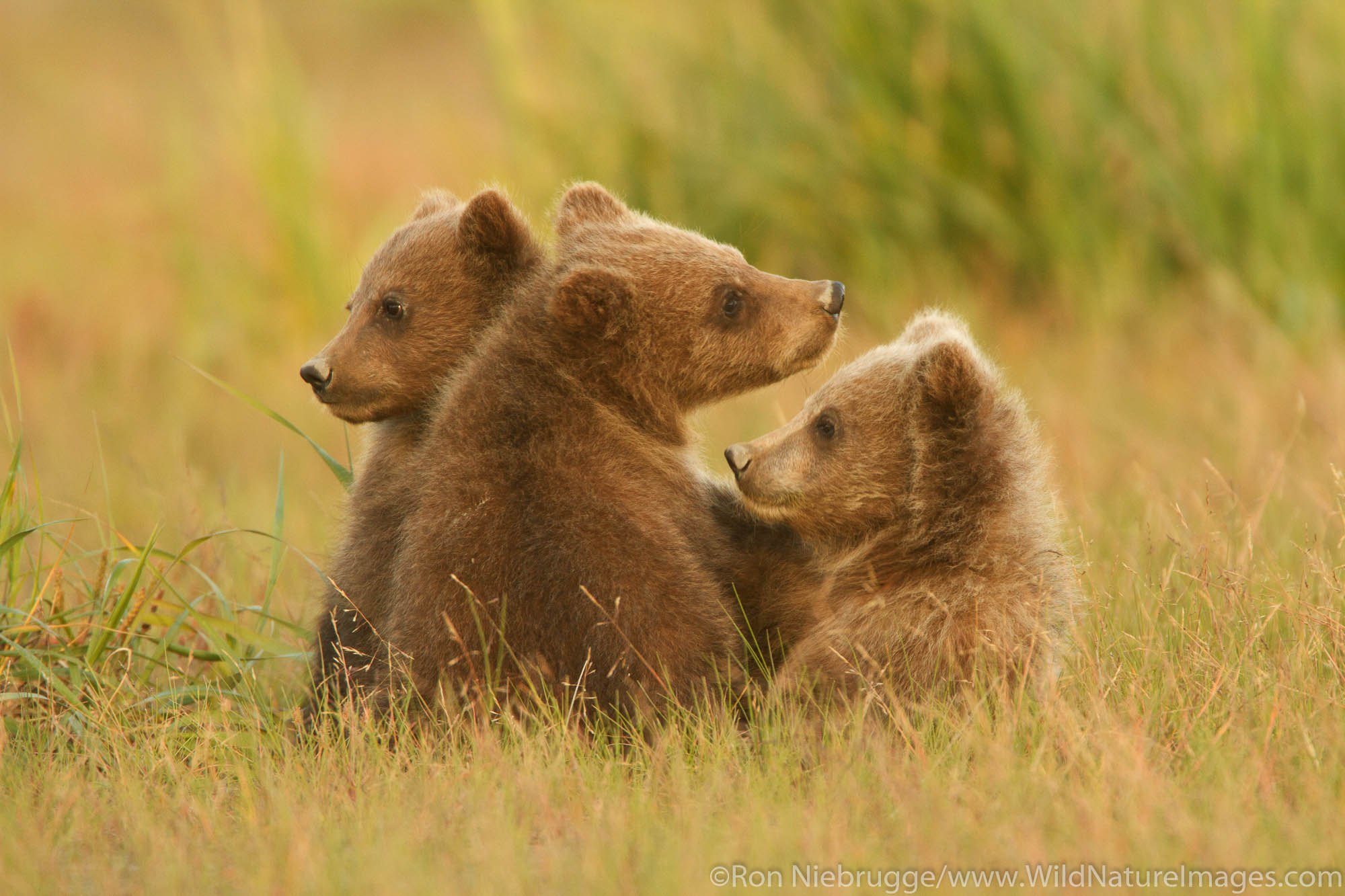 Triplet Brown or Grizzly Bear spring cubs, Lake Clark National Park, Alaska.