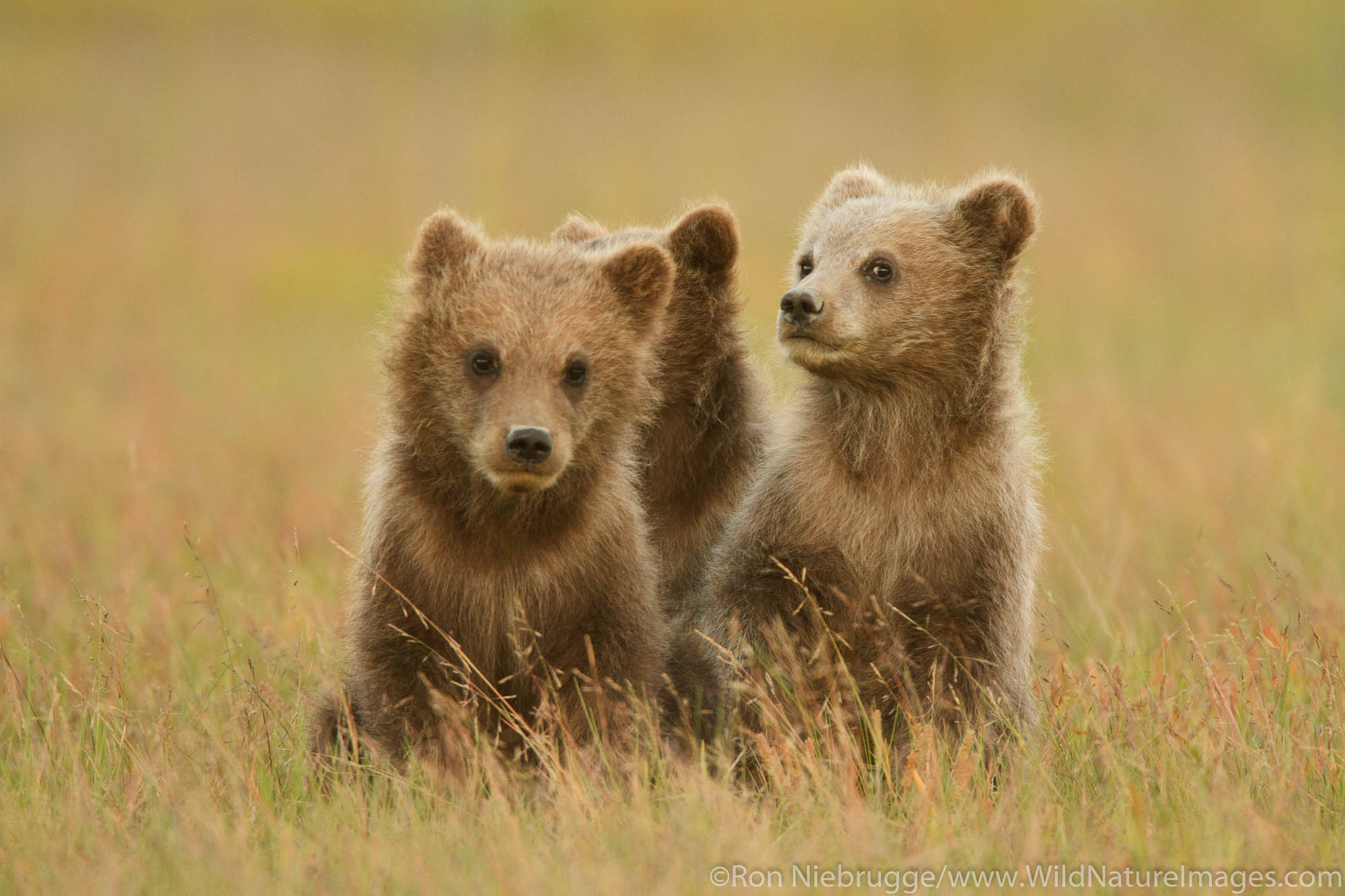 Triplet Brown or Grizzly Bear spring cubs, Lake Clark National Park, Alaska.