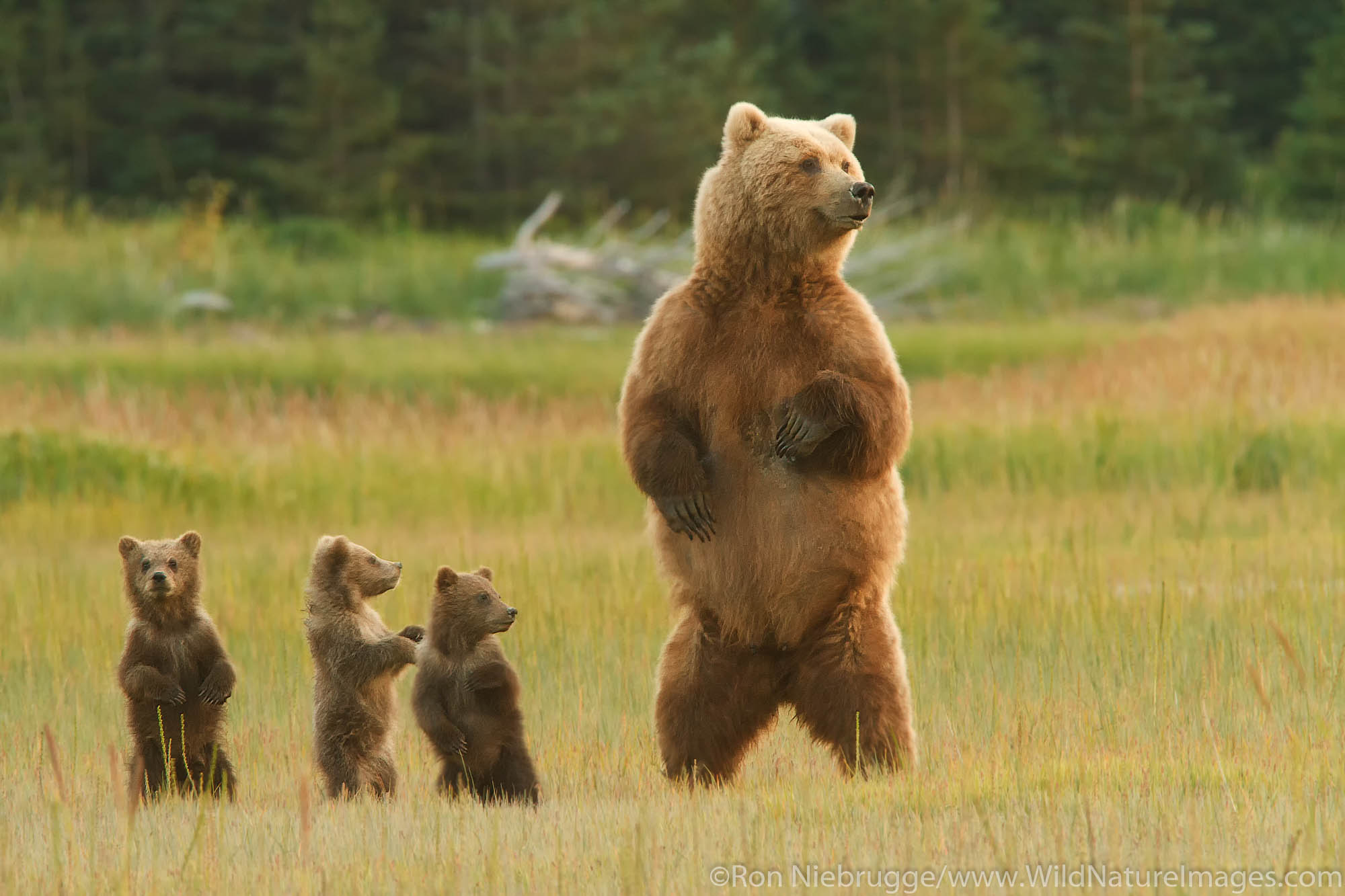 Sow with Triplet Brown or Grizzly Bear spring cubs, Lake Clark National Park, Alaska.