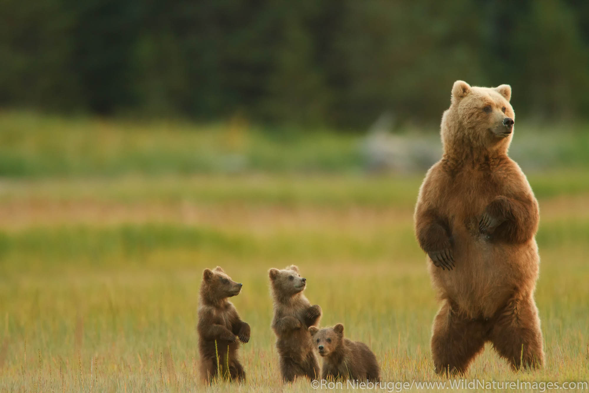 Sow with Triplet Brown or Grizzly Bear spring cubs, Lake Clark National Park, Alaska.