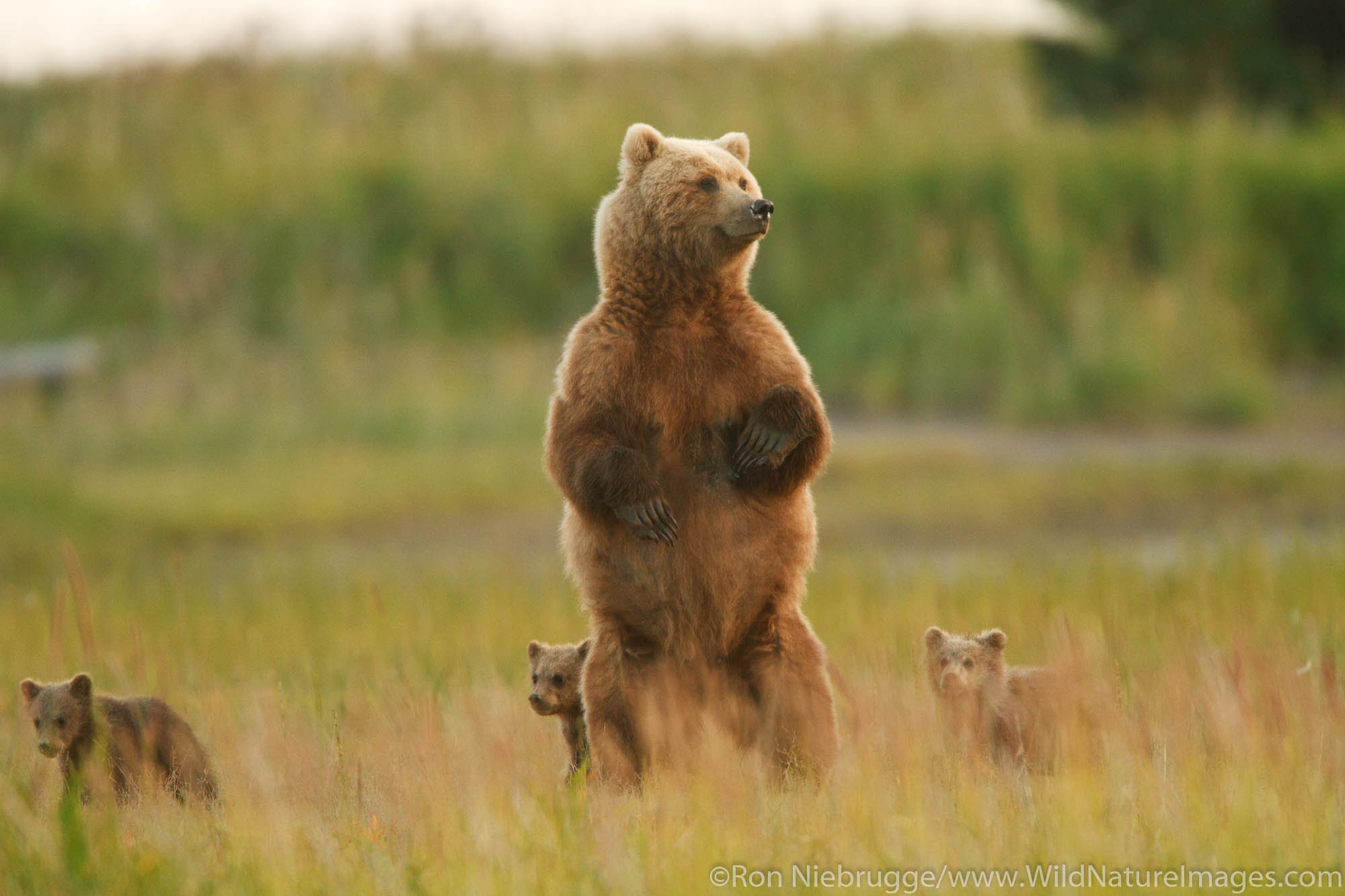 Sow with Triplet Brown or Grizzly Bear spring cubs, Lake Clark National Park, Alaska.