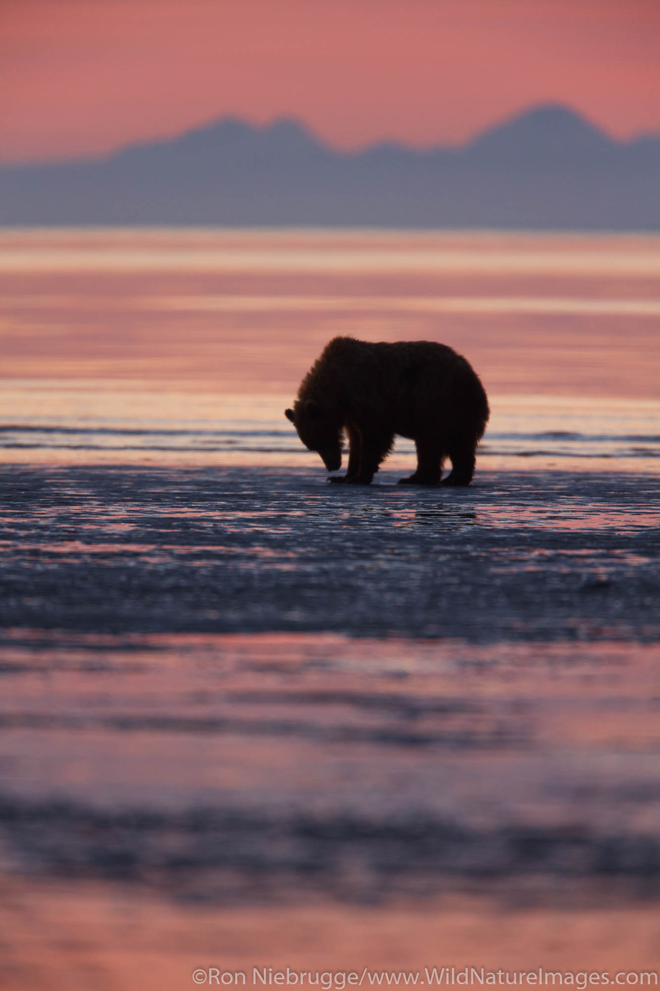 Brown or Grizzly Bear silhouetted against sunrise sky, Lake Clark National Park, Alaska.