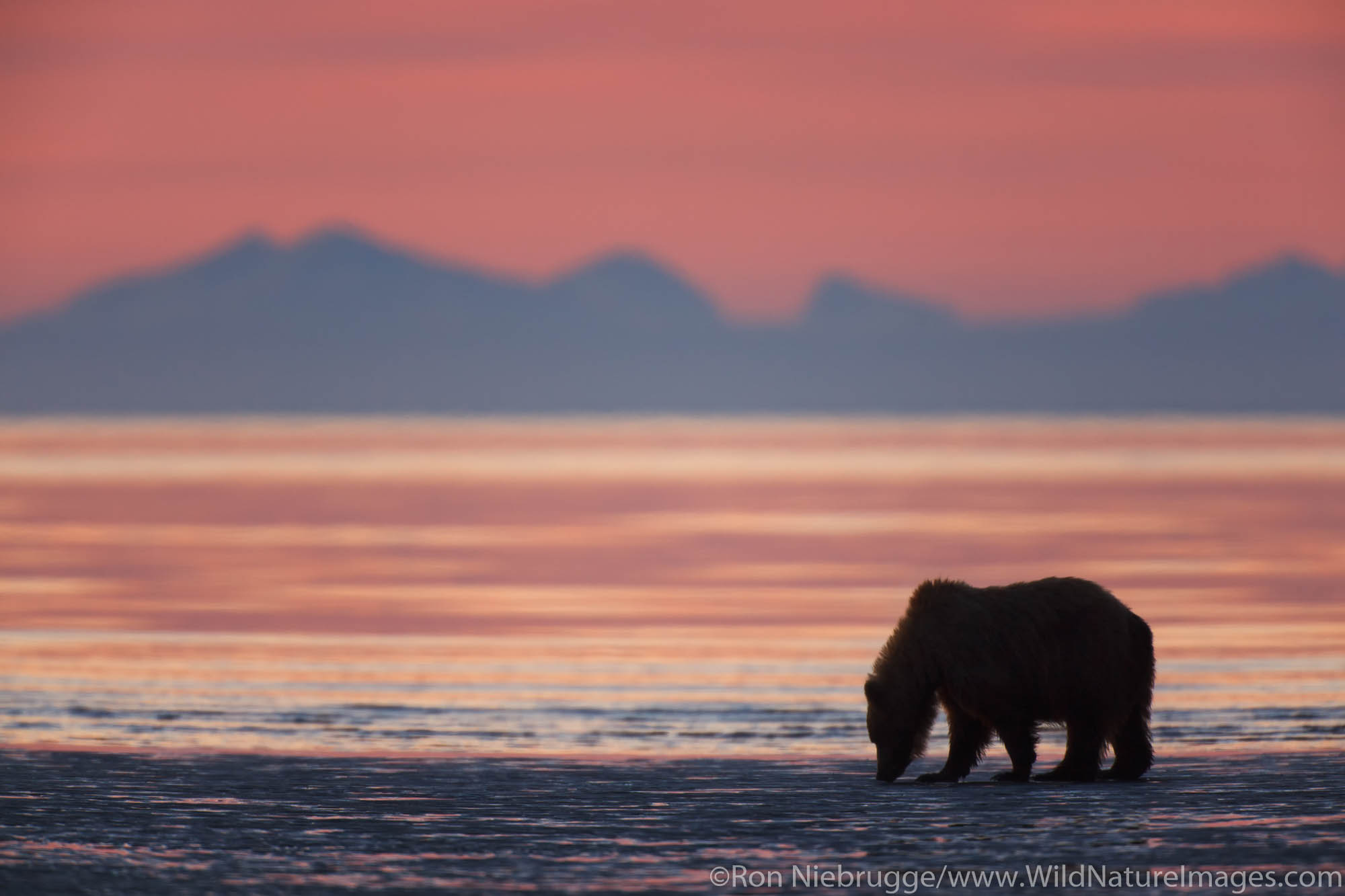 Brown or Grizzly Bear silhouetted against sunrise sky, Lake Clark National Park, Alaska.