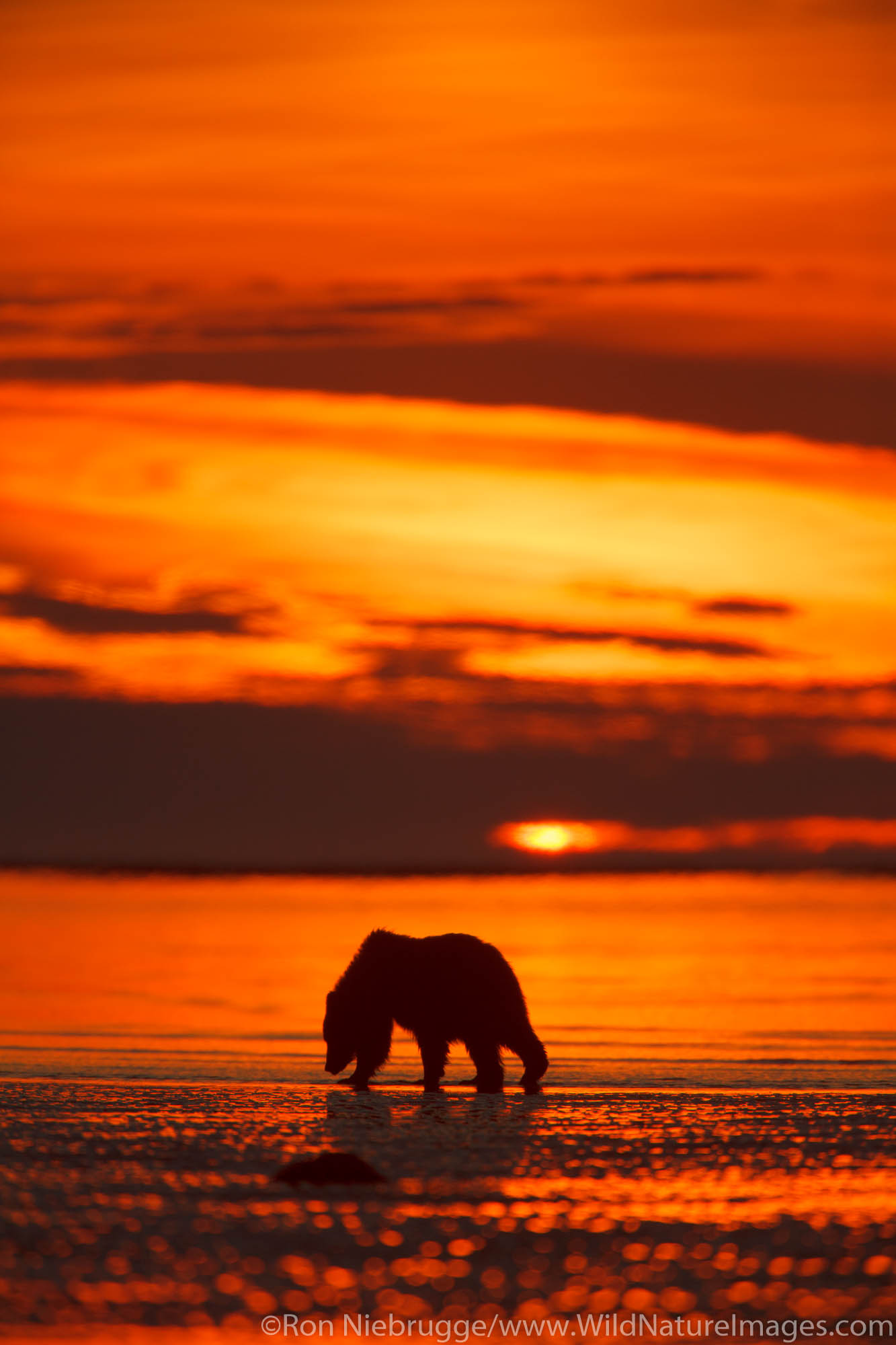 Brown or Grizzly Bear silhouetted against sunrise sky, Lake Clark National Park, Alaska.