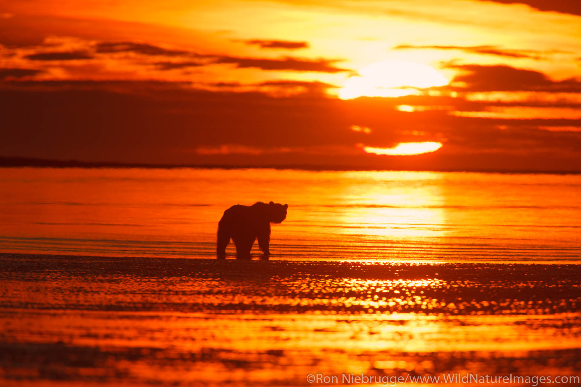 Brown or Grizzly Bear silhouetted against sunrise sky, Lake Clark National Park, Alaska.