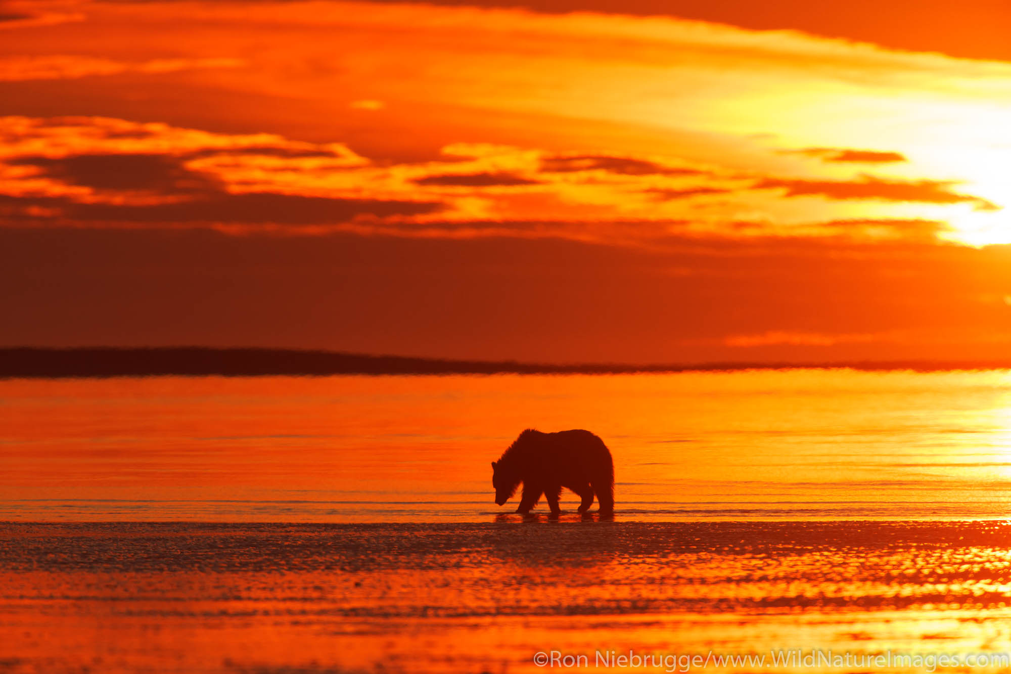 Brown or Grizzly Bear silhouetted against sunrise sky, Lake Clark National Park, Alaska.
