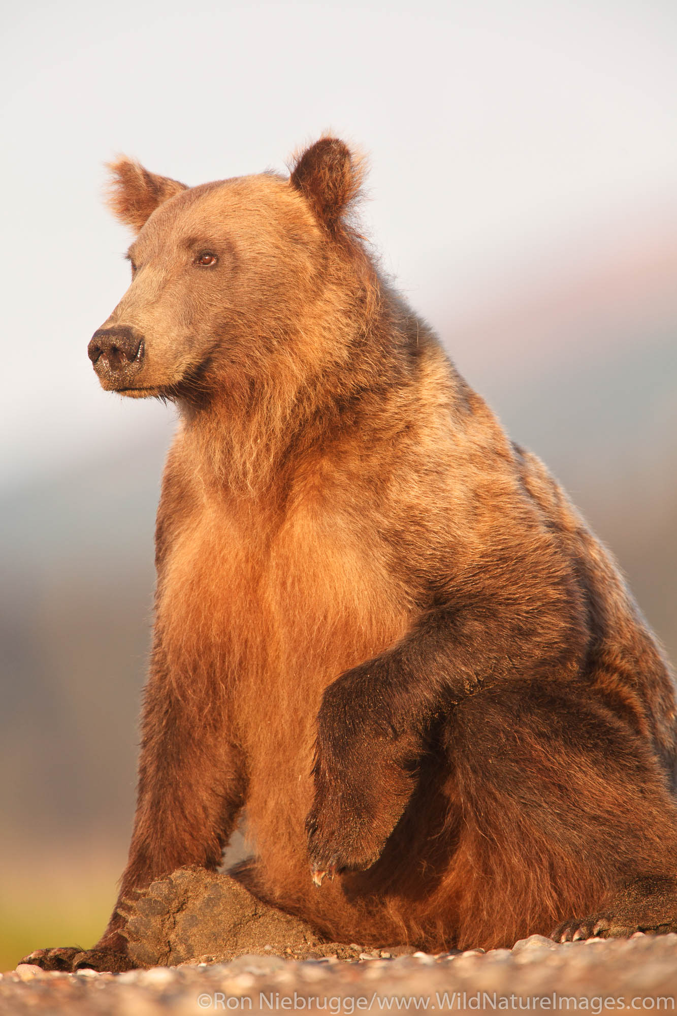 Brown or Grizzly Bear, Lake Clark National Park, Alaska.