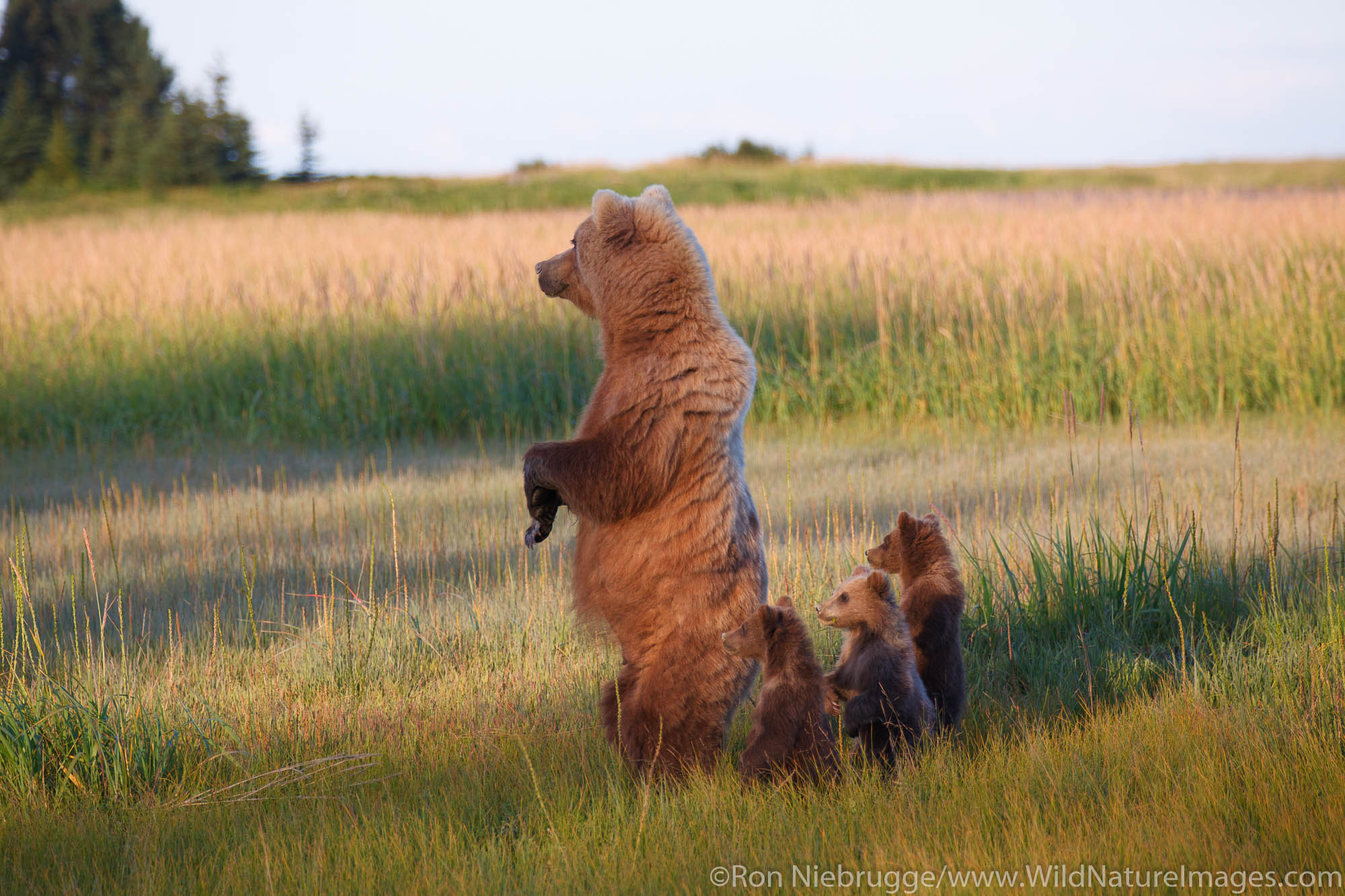 Sow with triplet Brown or Grizzly Bear spring cubs, Lake Clark National Park, Alaska.