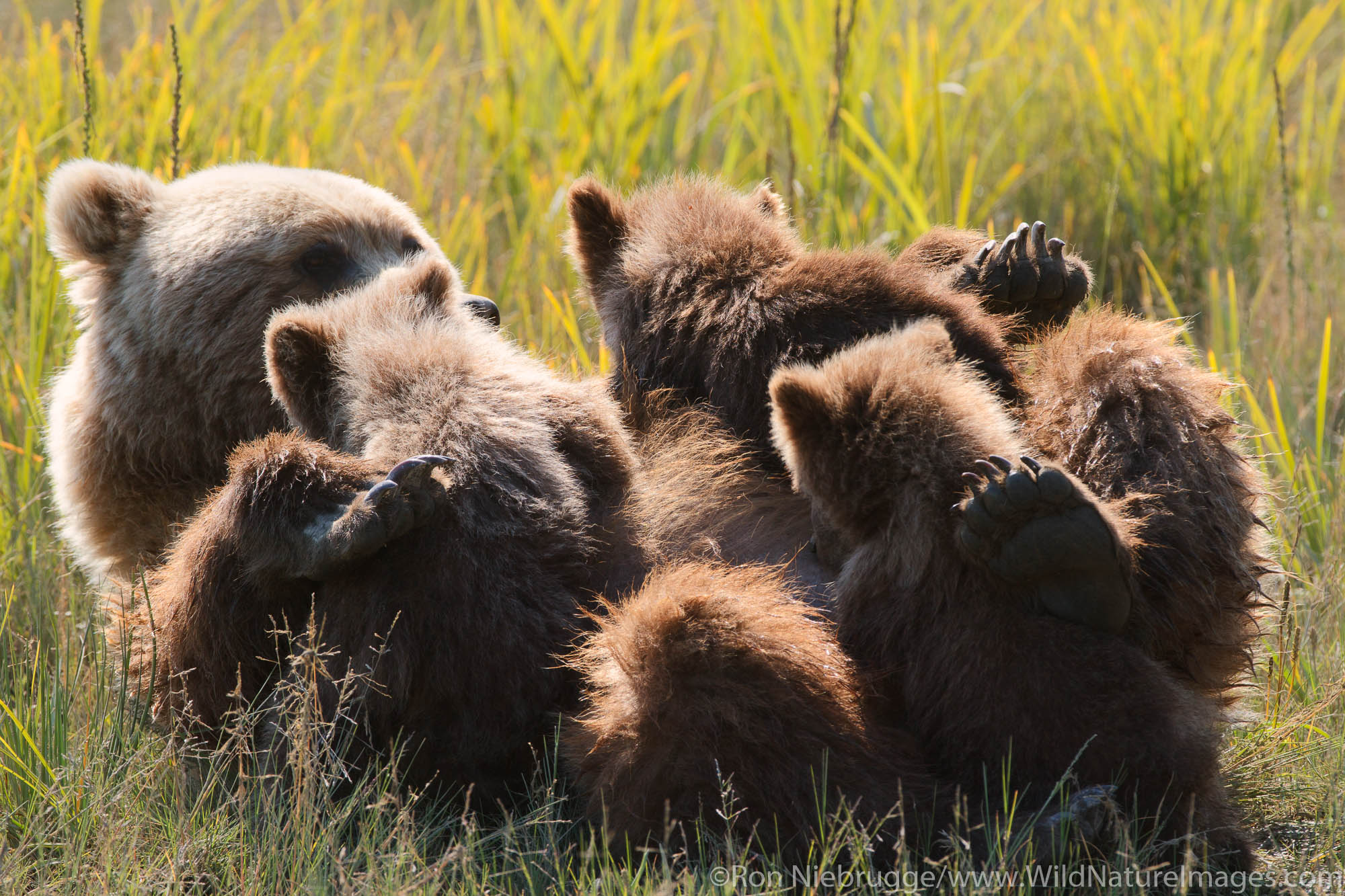Sow with triplet Brown or Grizzly Bear spring cubs, Lake Clark National Park, Alaska.