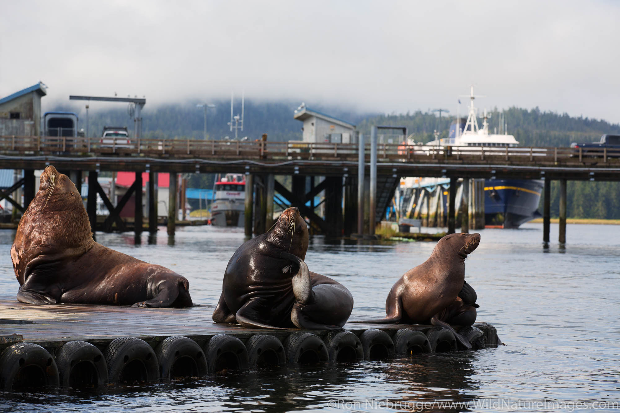 Sea lions, Petersburg, Alaska.