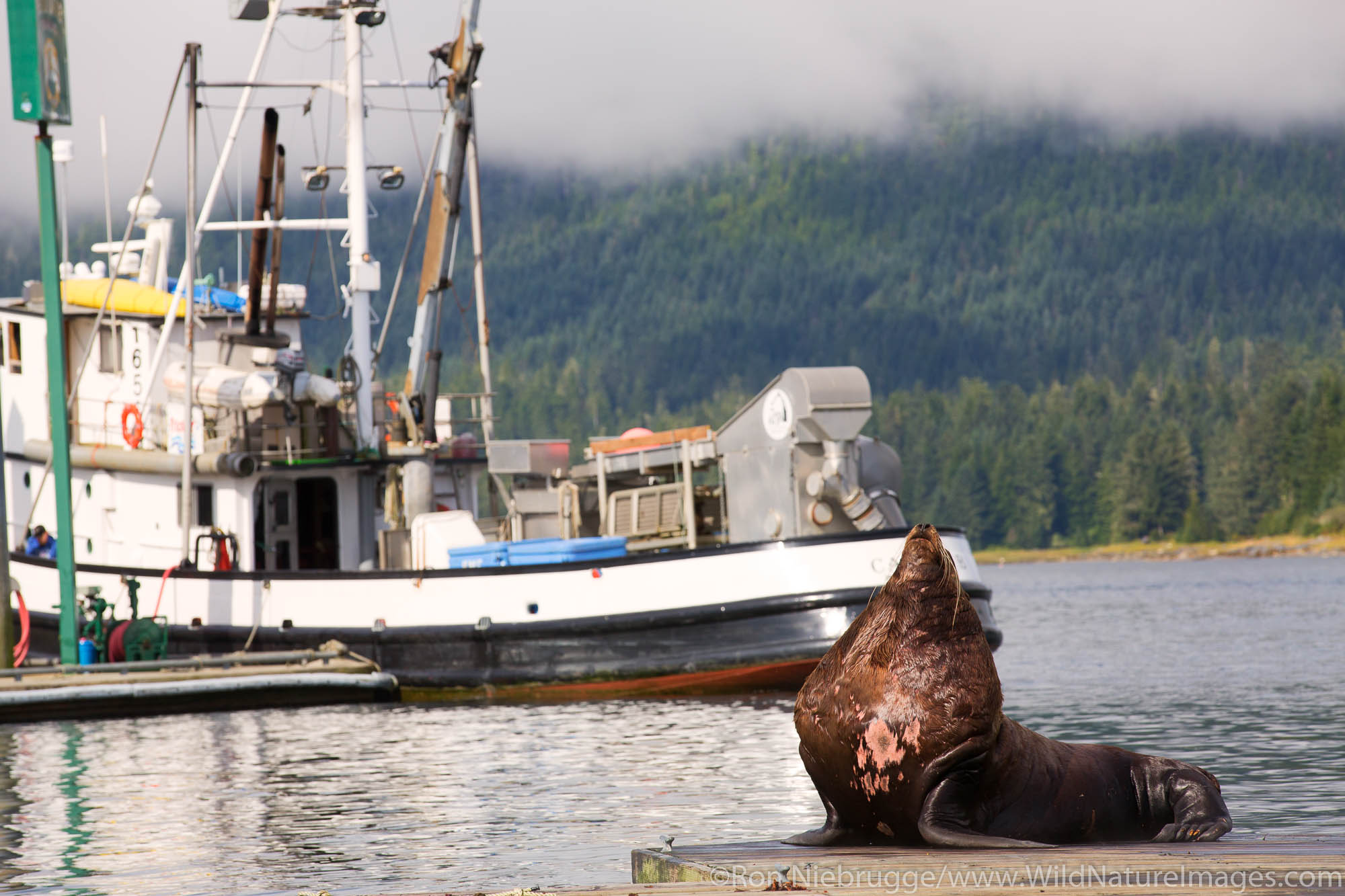 Sea lion, Petersburg, Alaska.