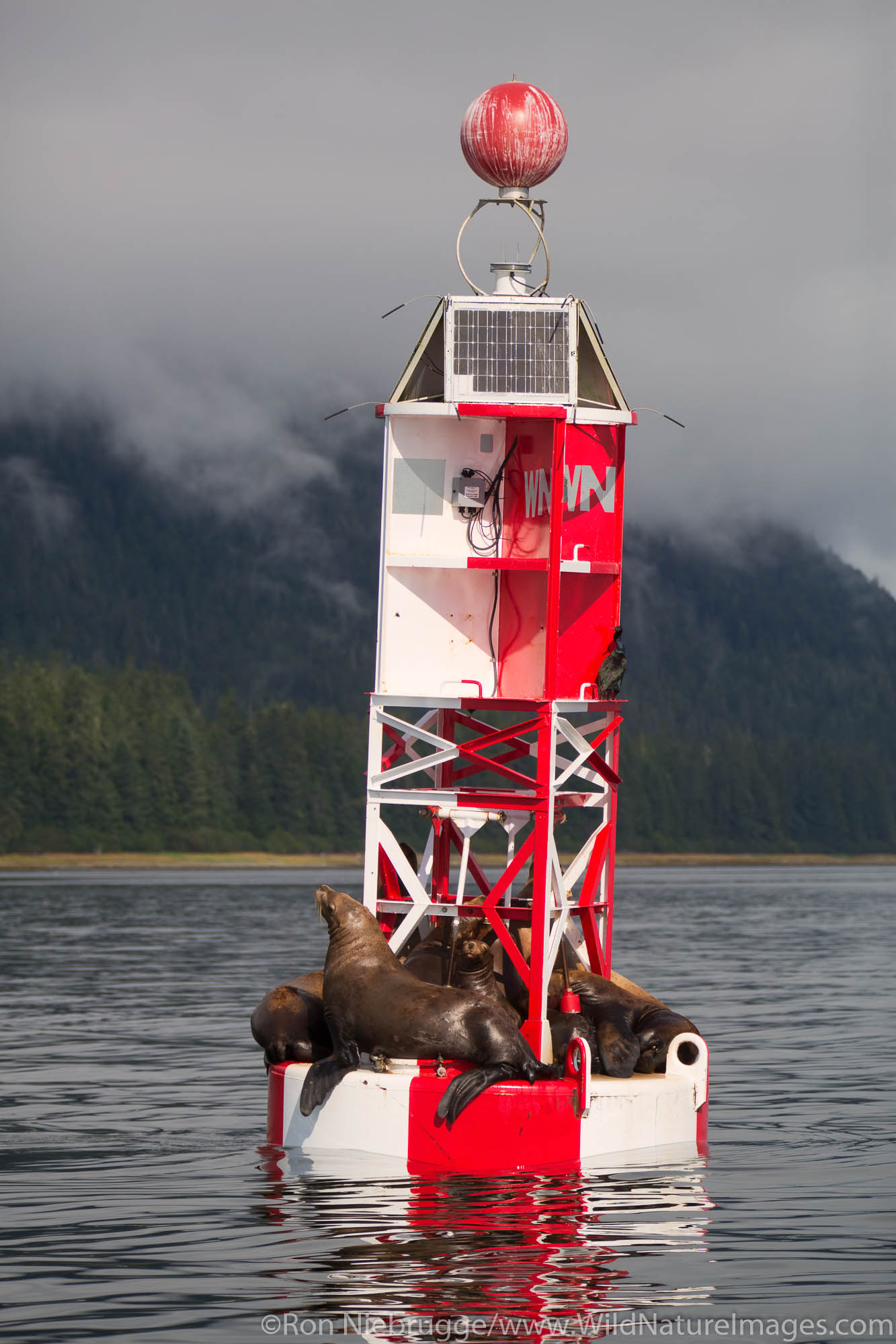 Sea lions on a buoy, Petersburg, Alaska.
