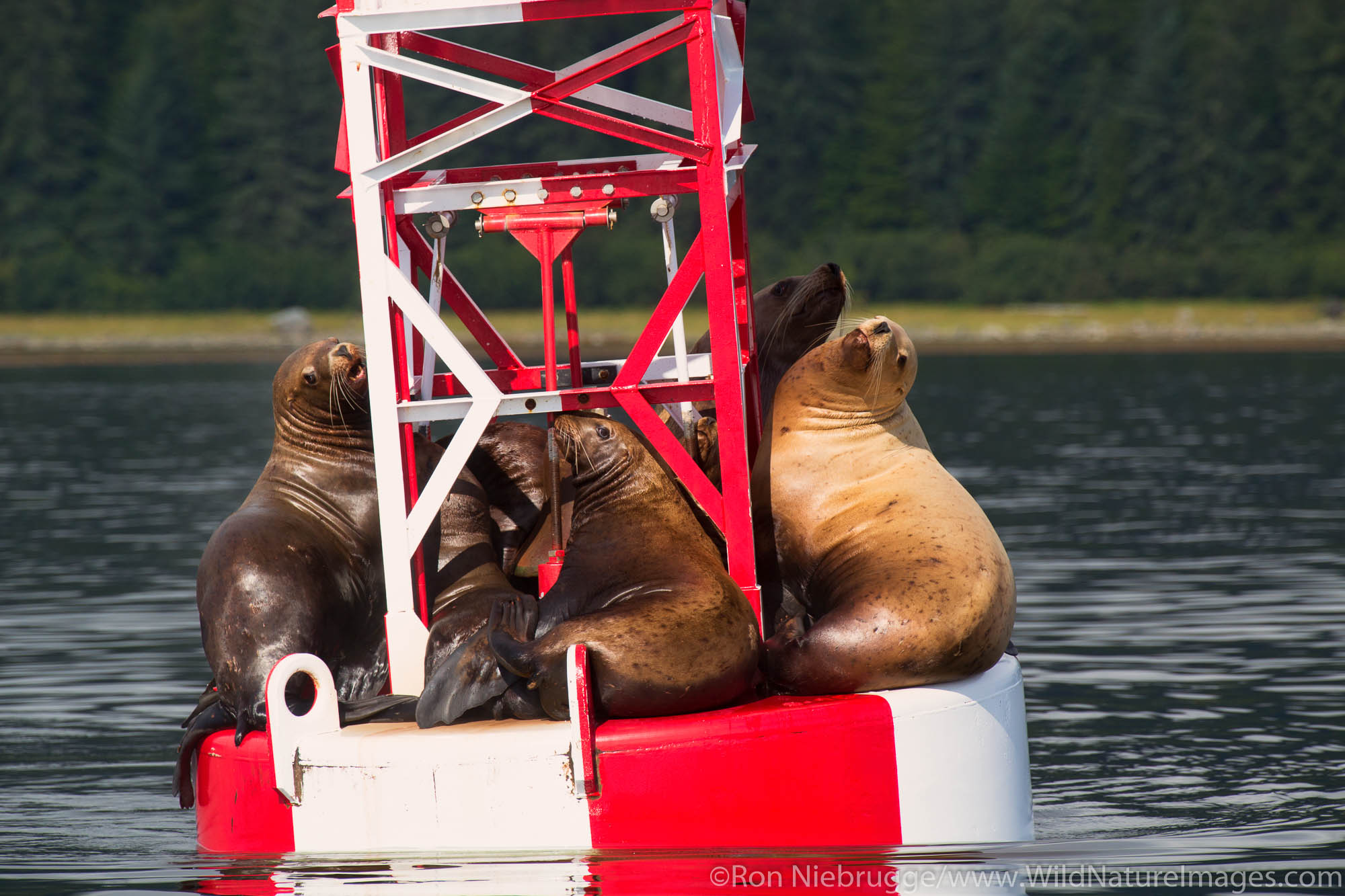 Sea lions on a buoy, Petersburg, Alaska.