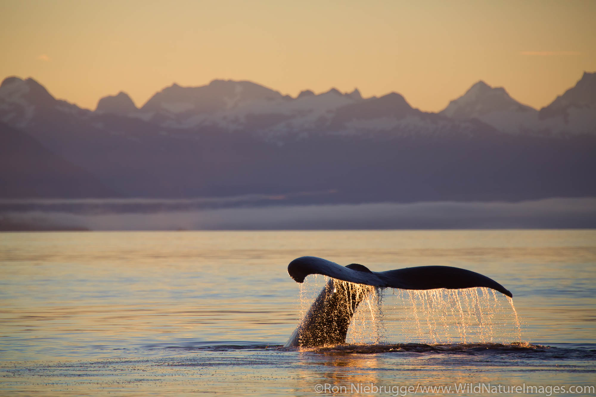 Humpback whale tail at sunrise, Tongass National Forest, Alaska.